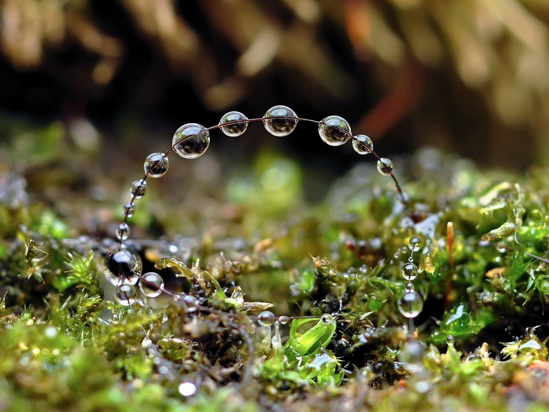 naturaleza gotas círculo agua hierba