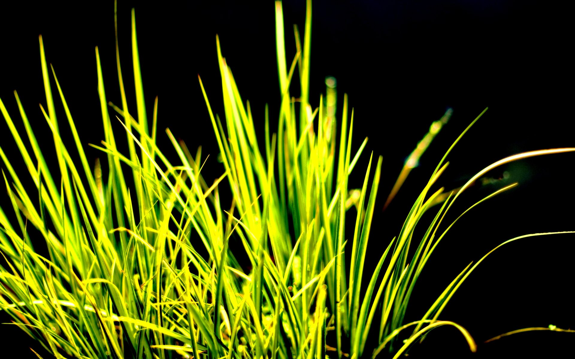 grass contrast