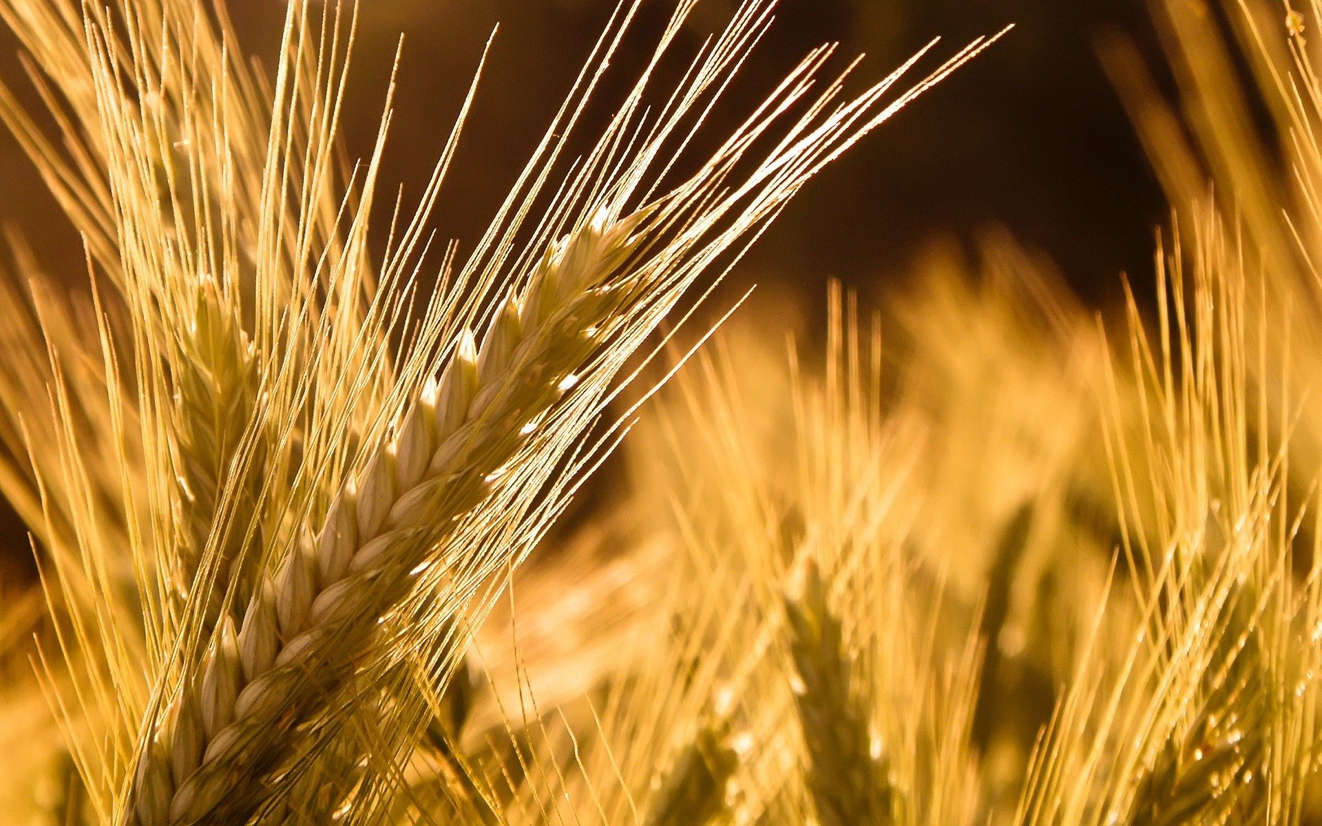 makro natur weizen ähren