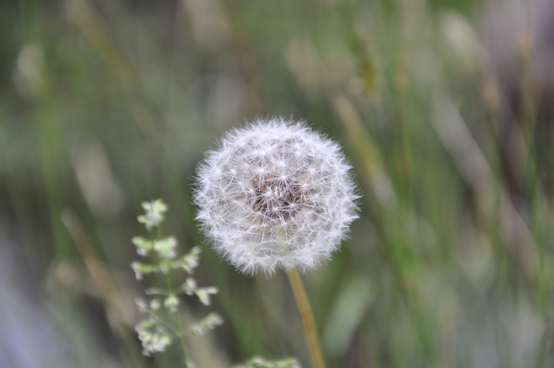 sommer löwenzahn flauschig weiß