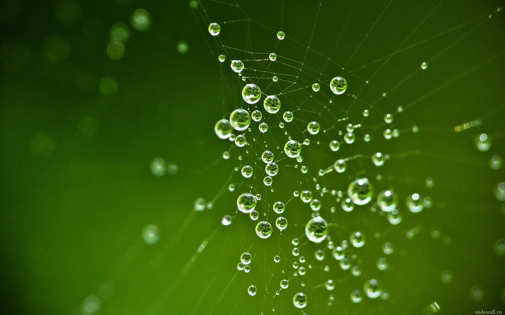 drops web green