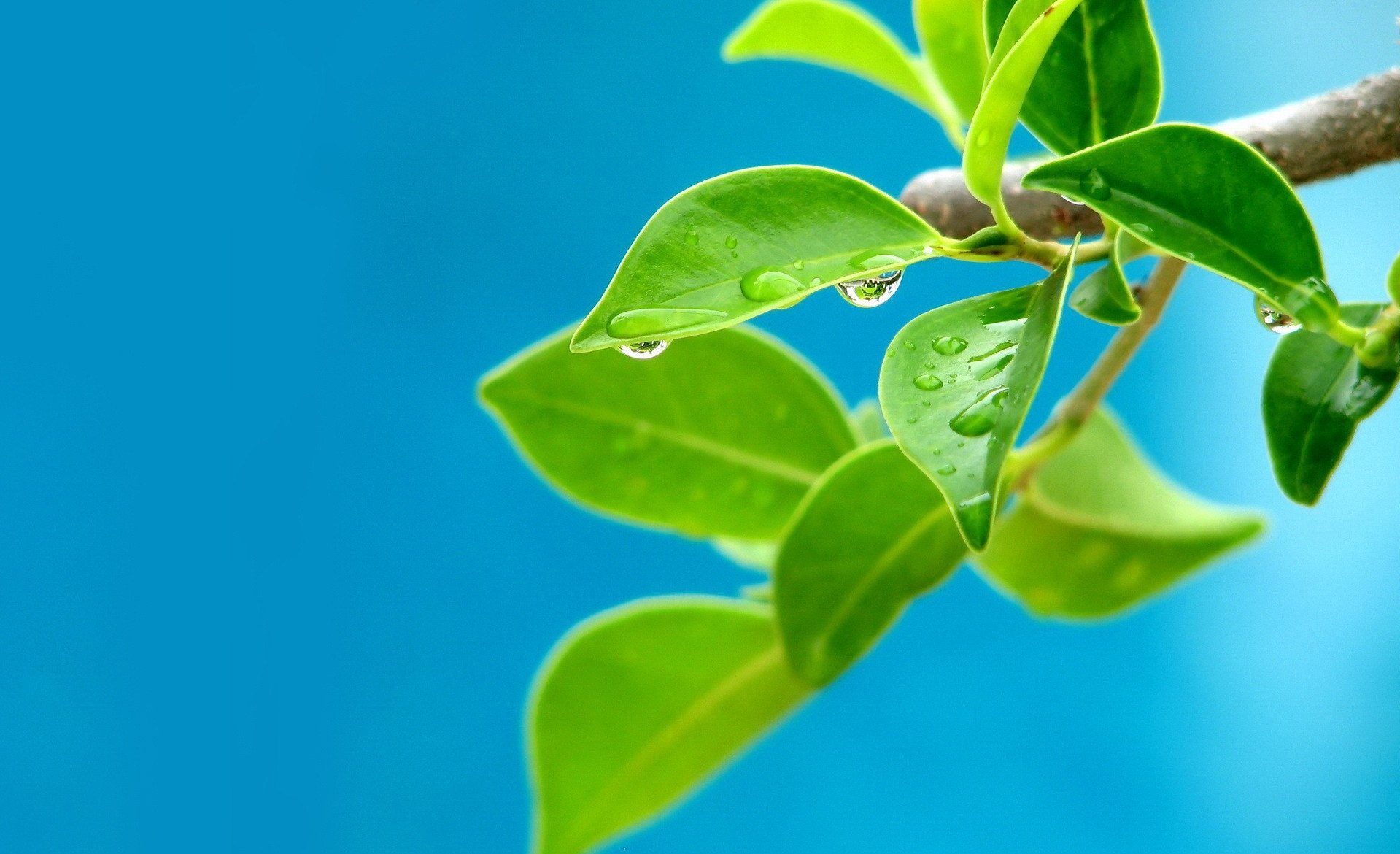 branch drops the germ tree