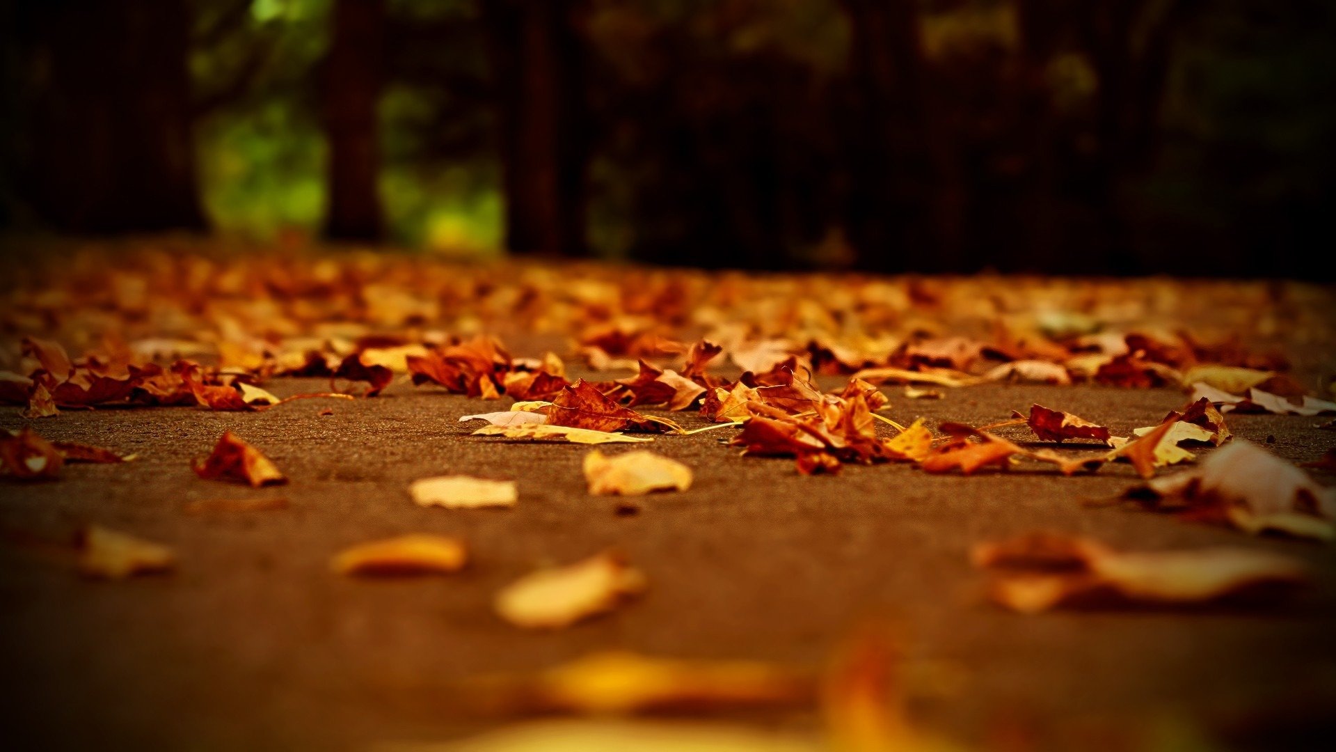 autumn road night