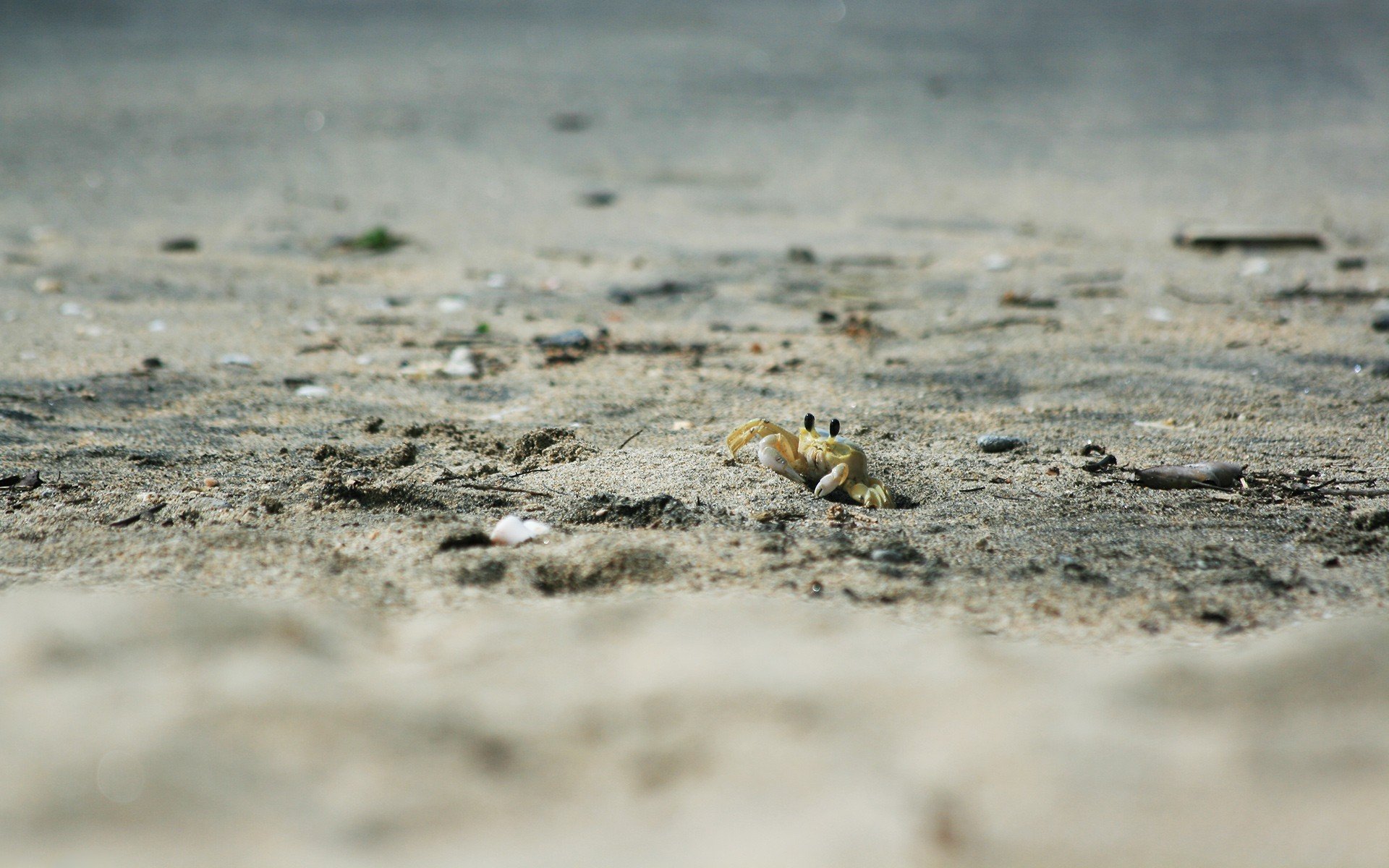 spiaggia sabbia granchio animali