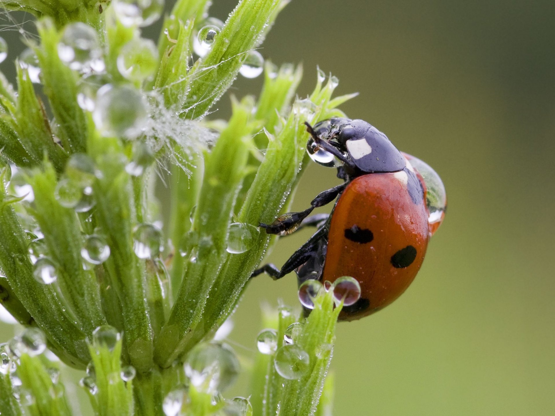 drops grass ladybug