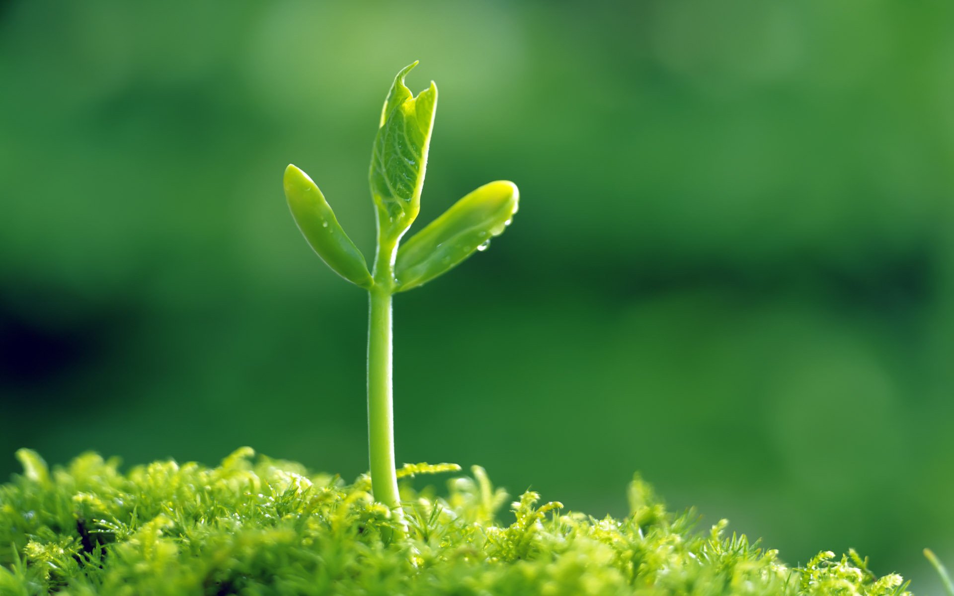 prout grass greenery green nature macro