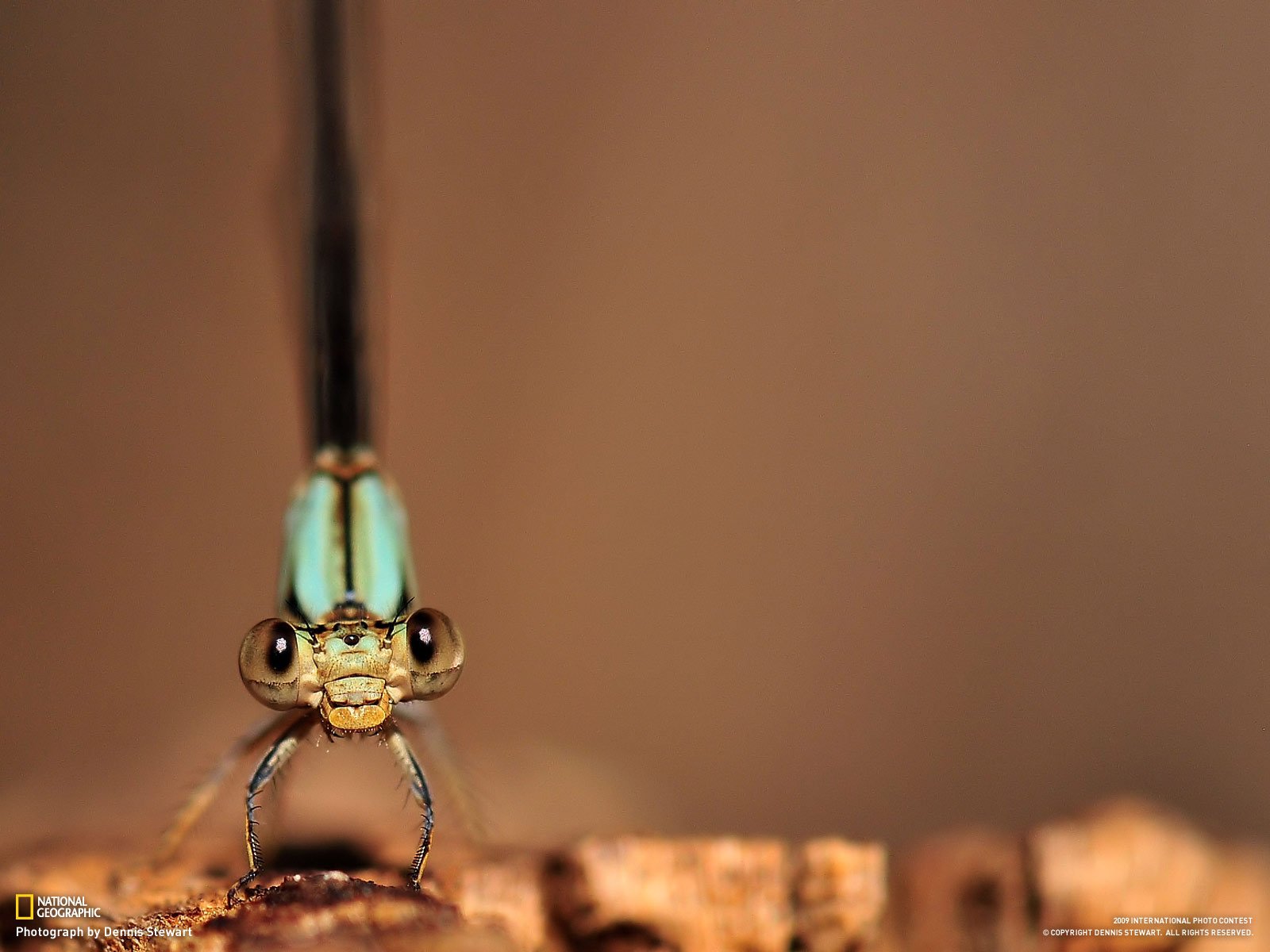 libellula occhi zampe