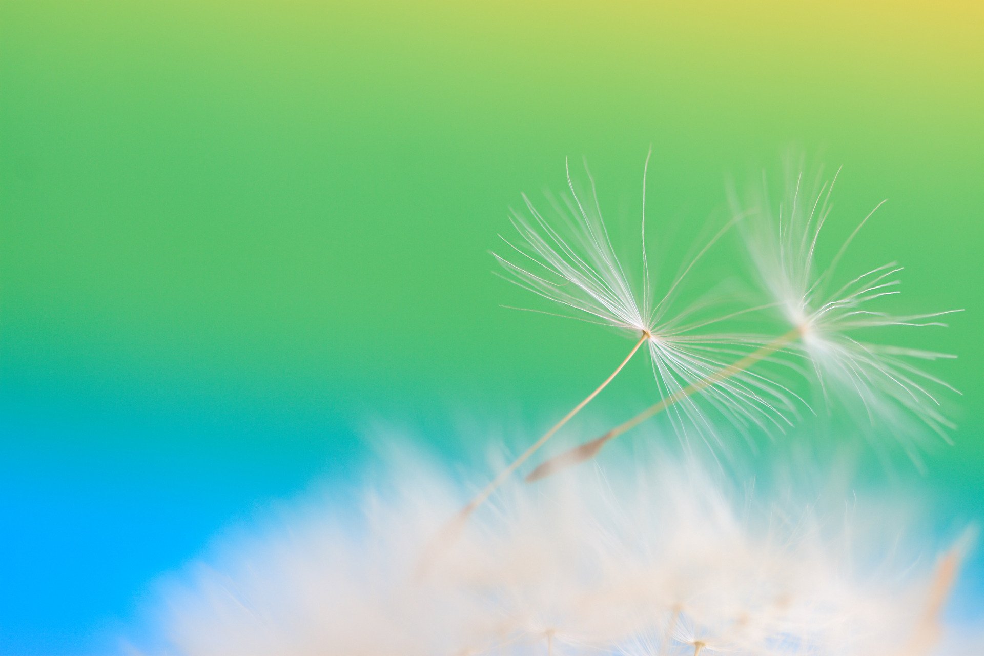 feather dandelion minimalism green