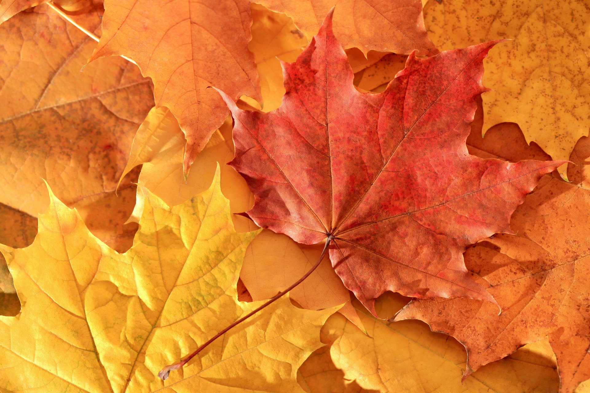 naturaleza hojas otoño arce