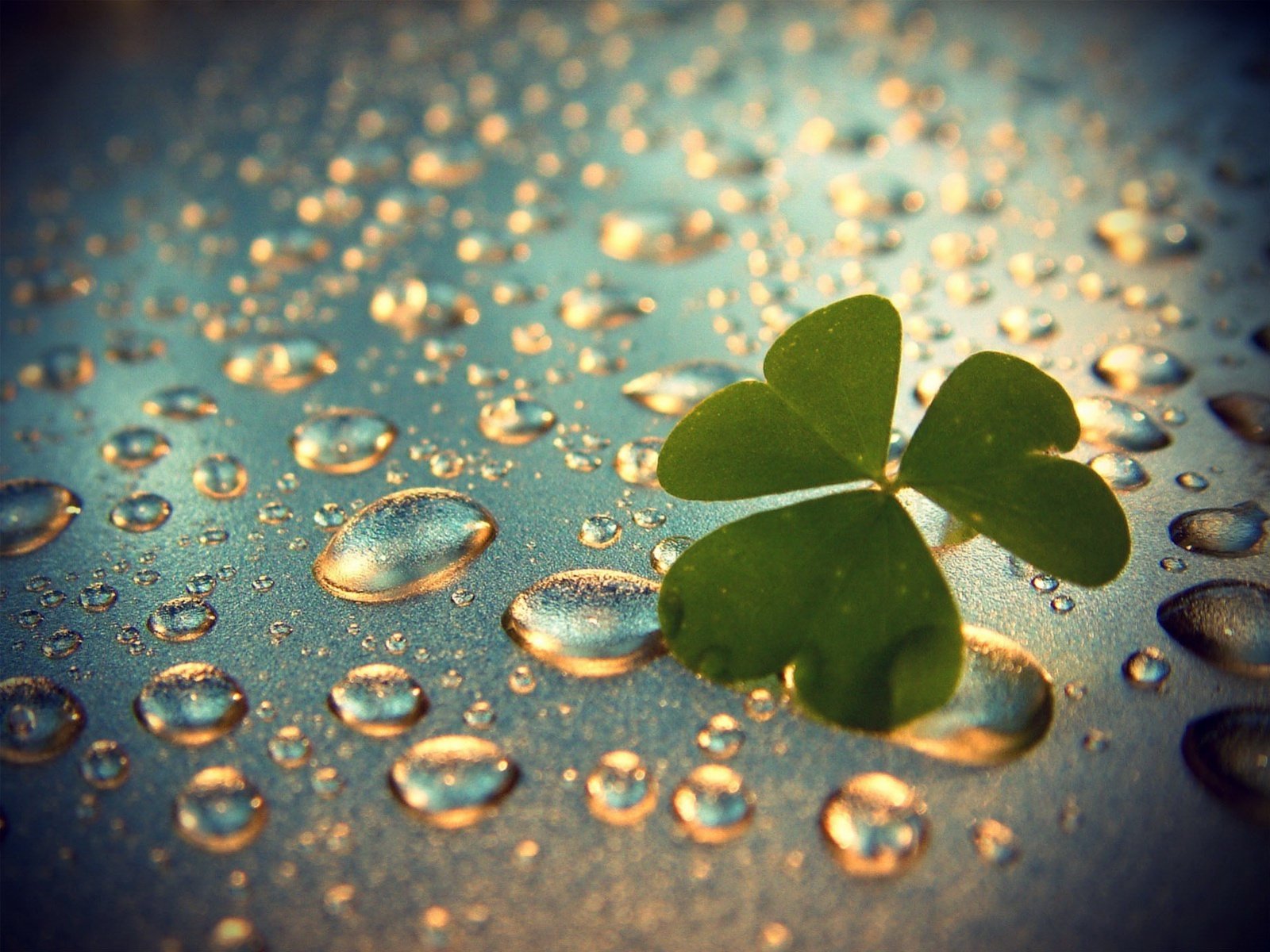 clover drops rain