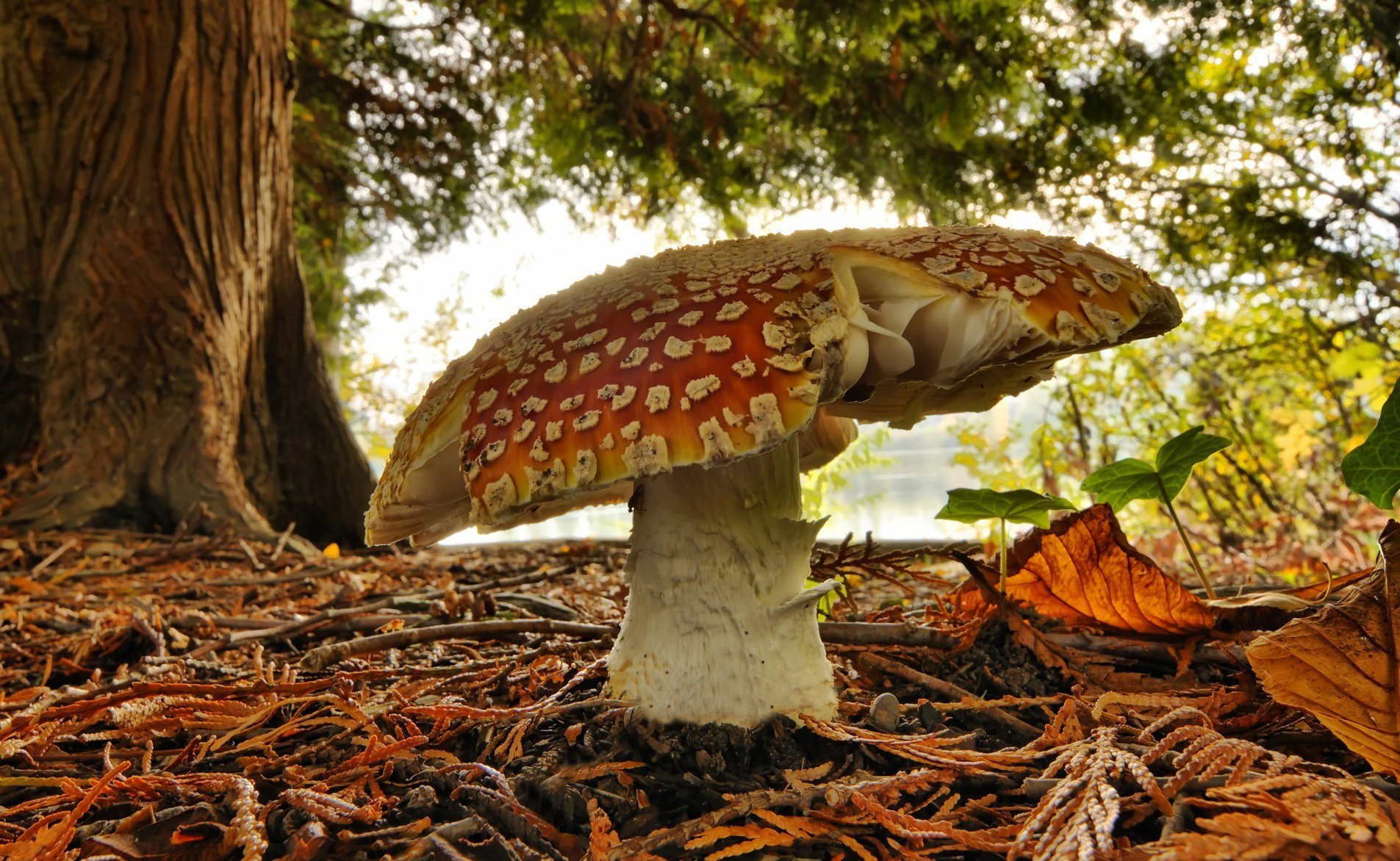 champignon agaric forêt verdure