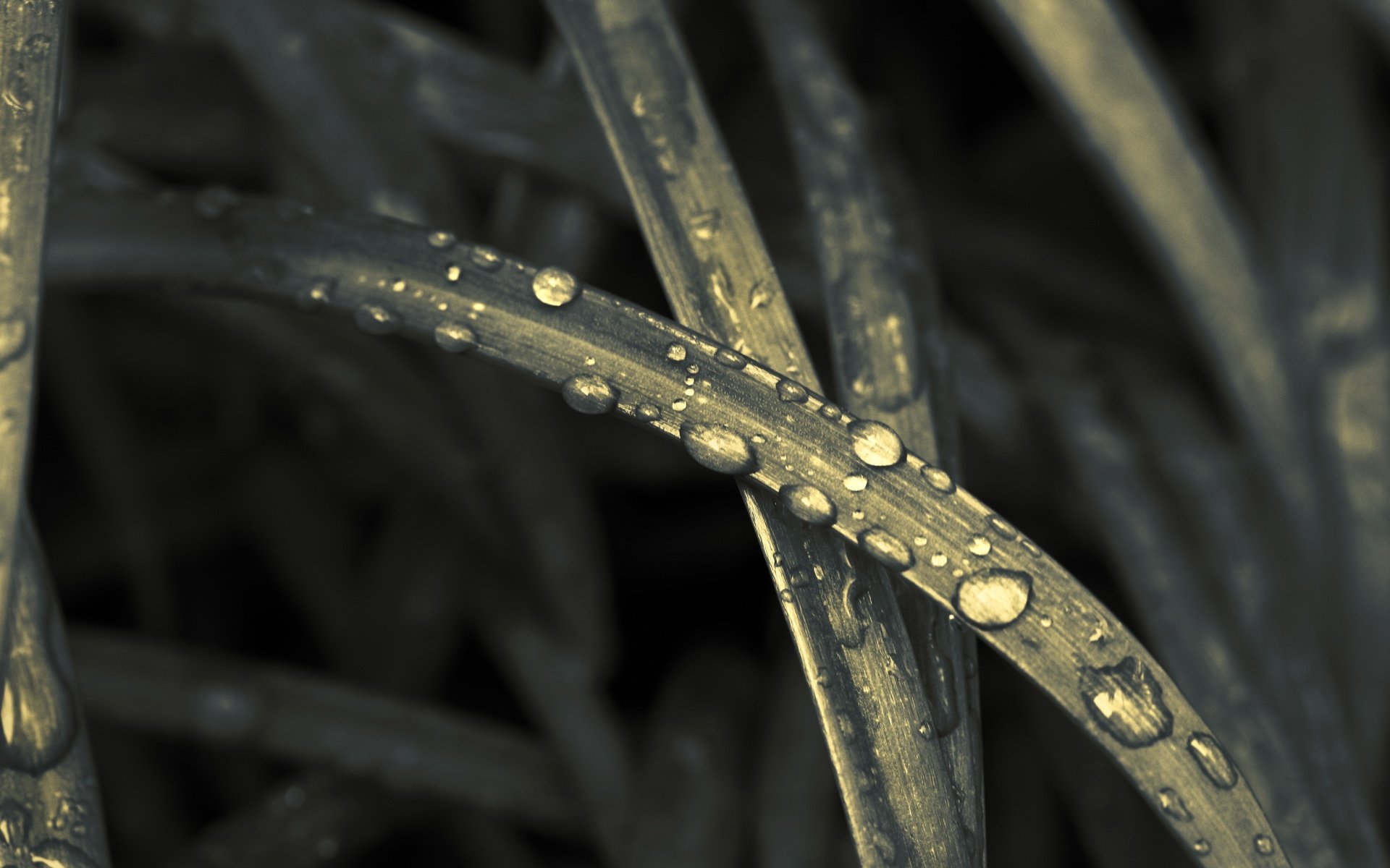 leaves sepia drop