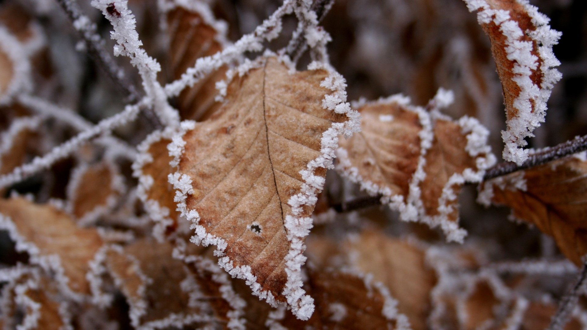 hojas nieve pegado