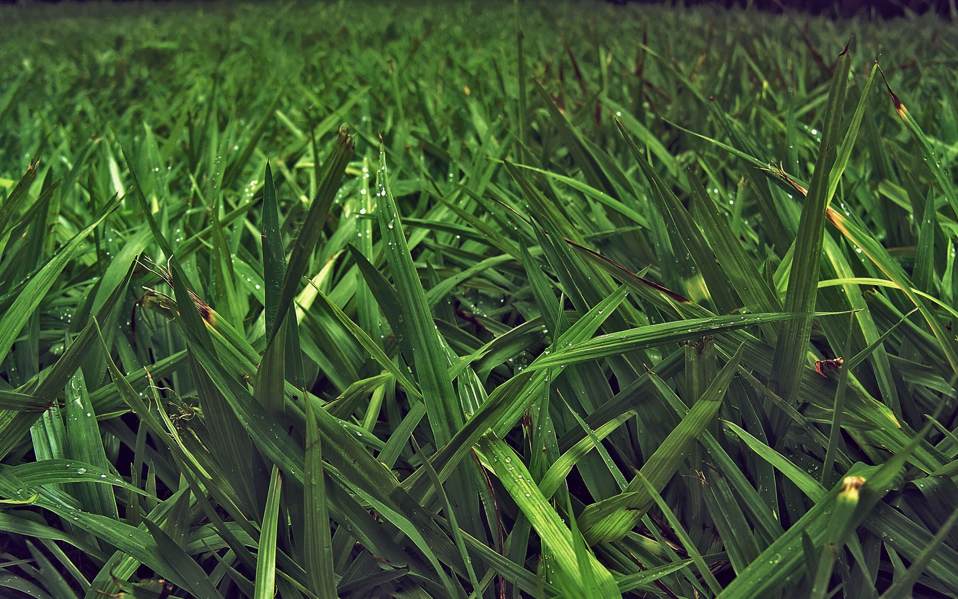 grass green leaves stems nature