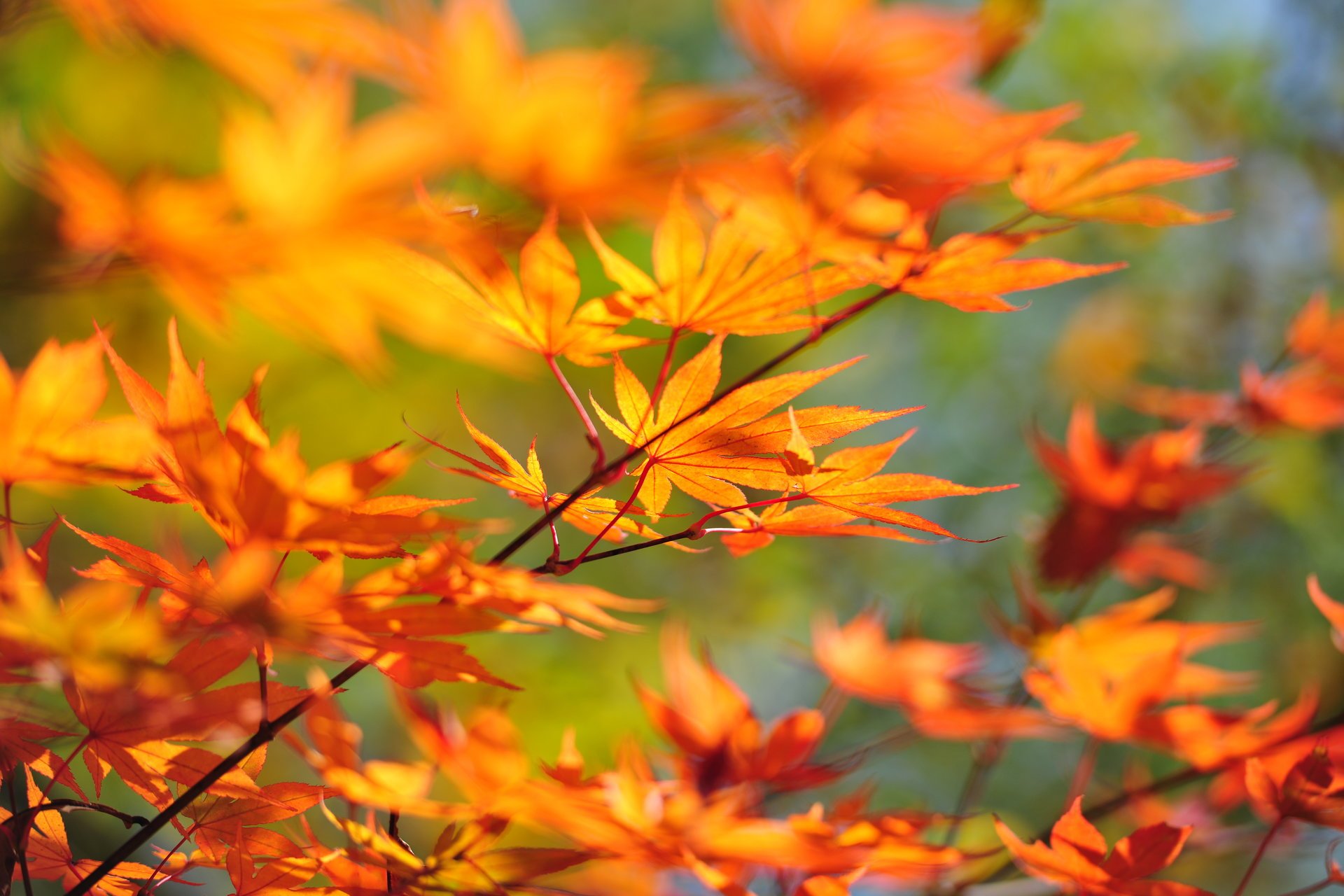 arbre branche japon 6048 x 4032