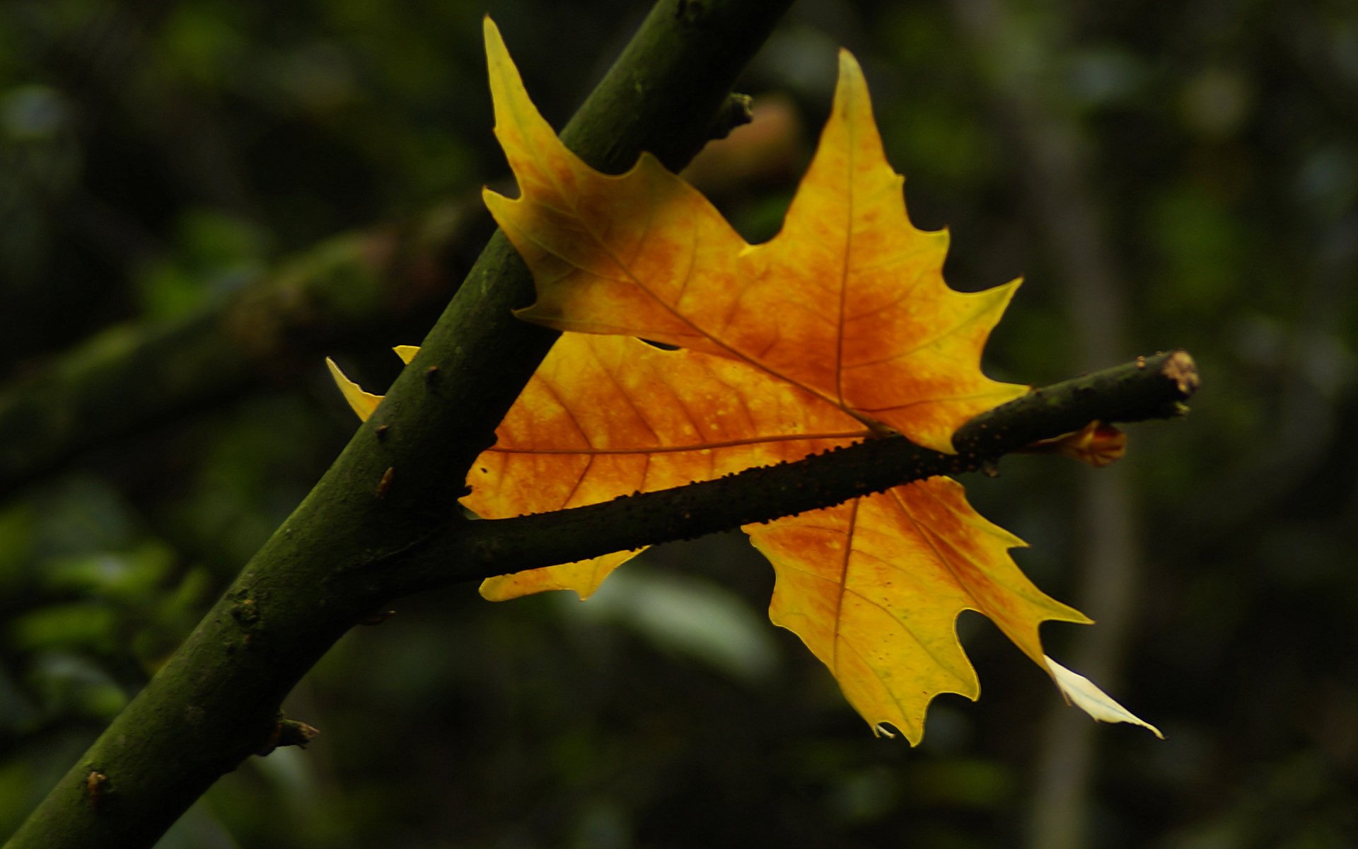 otoño hoja