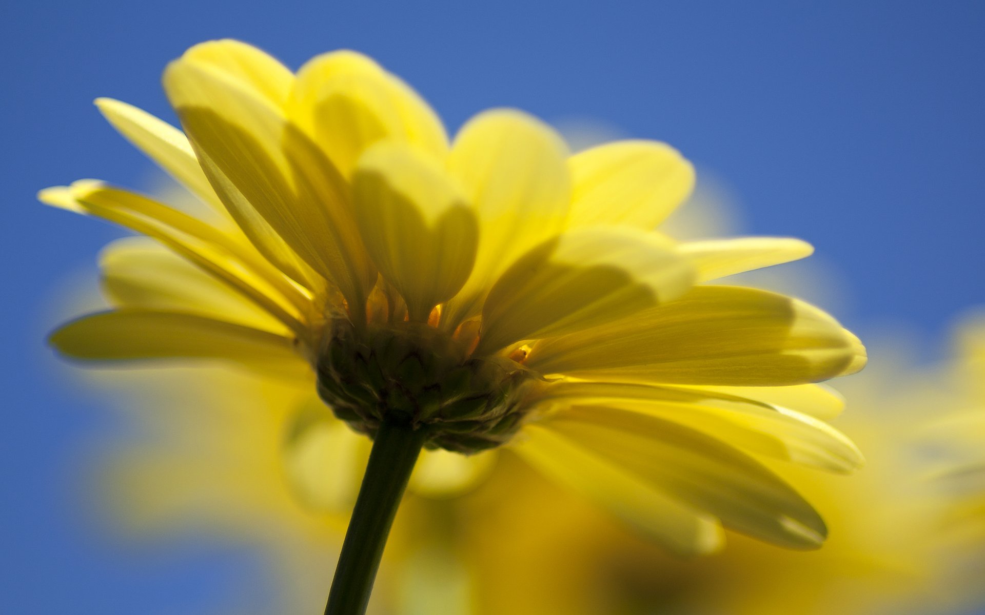 flor naturaleza amarillo