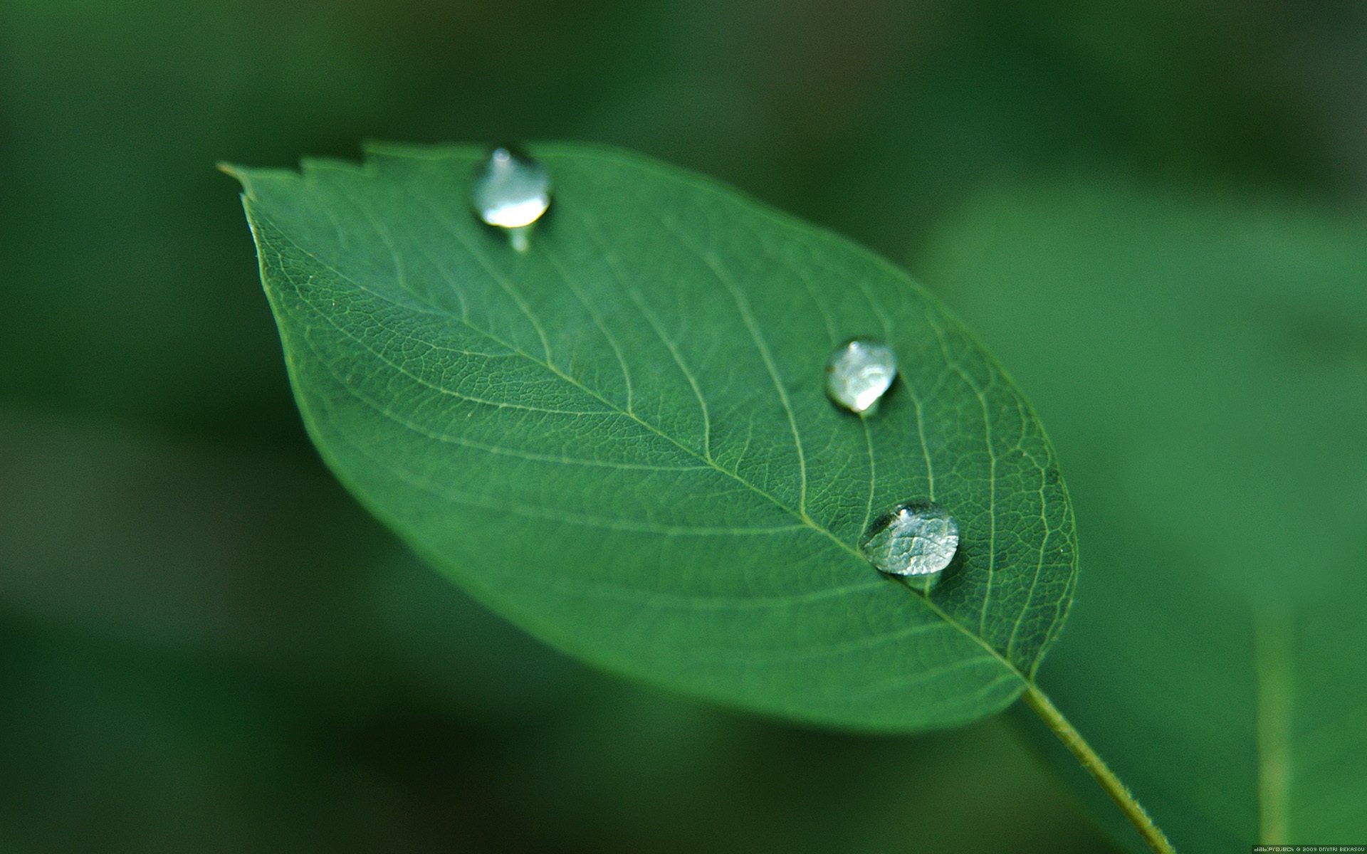 plant leaf drop