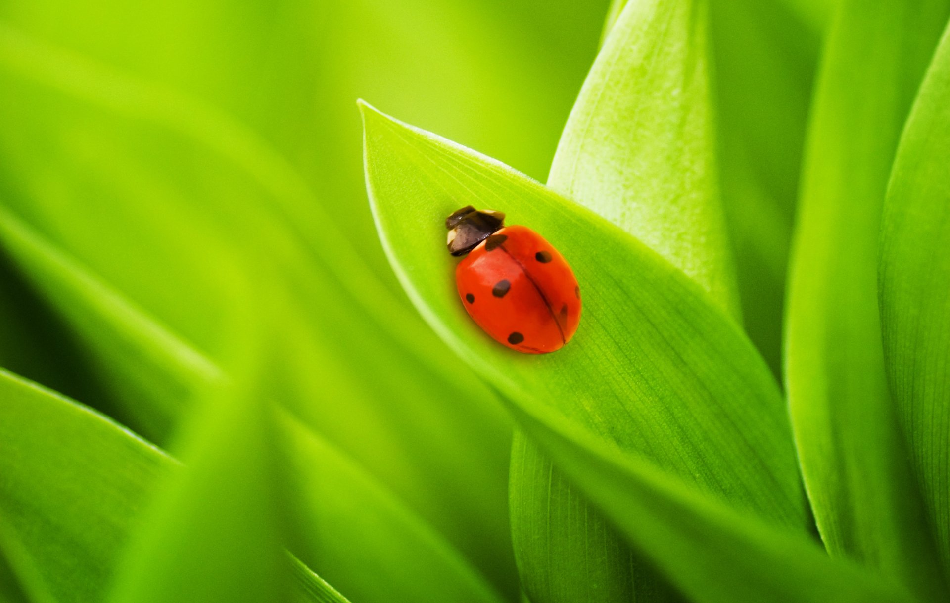 nature feuilles herbe coccinelle coléoptères macro vert