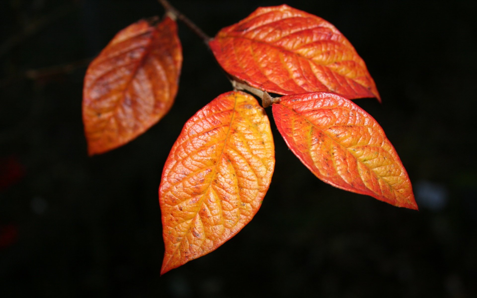 feuilles tige nervures