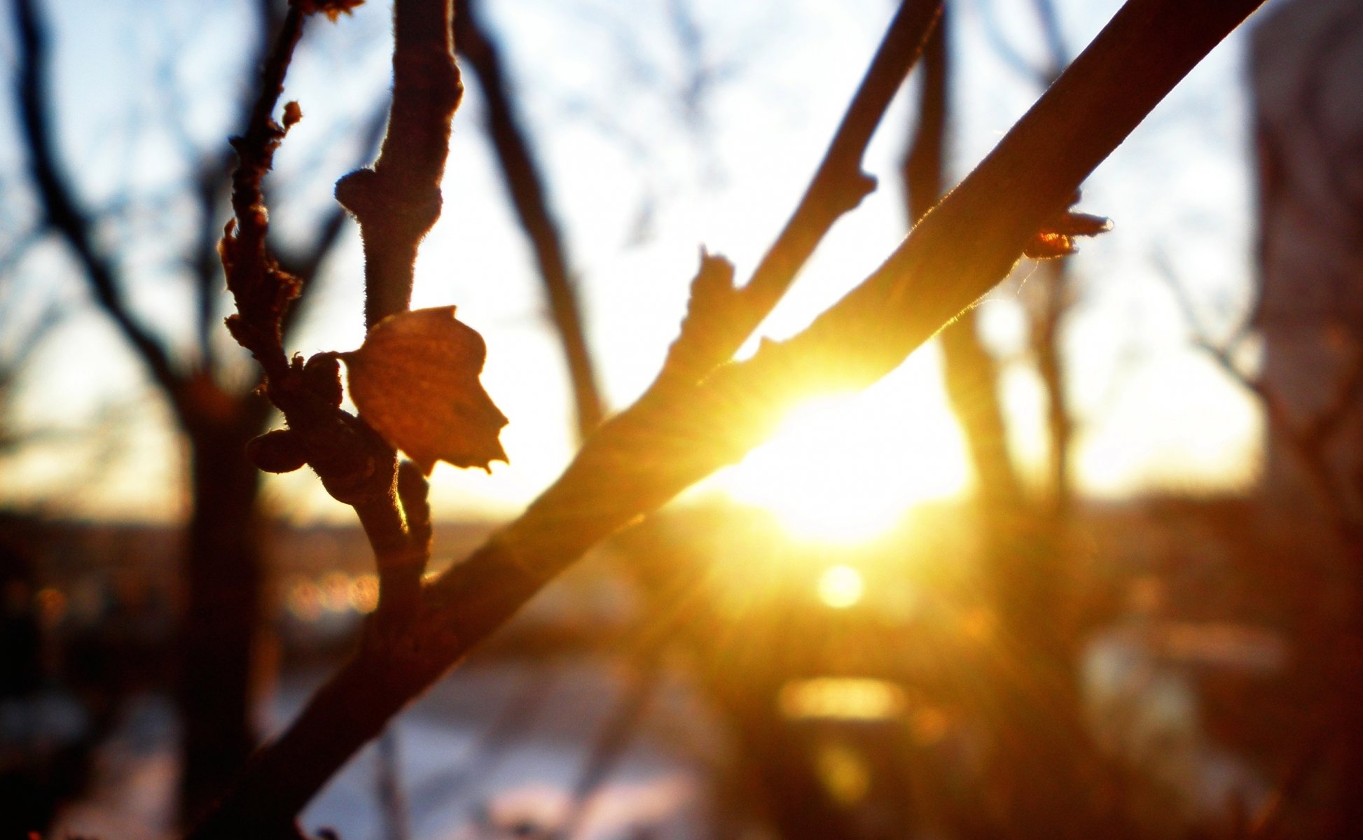 makro bäume zweige blatt herbst sonnenuntergang sonne strahlen kühle frische natur