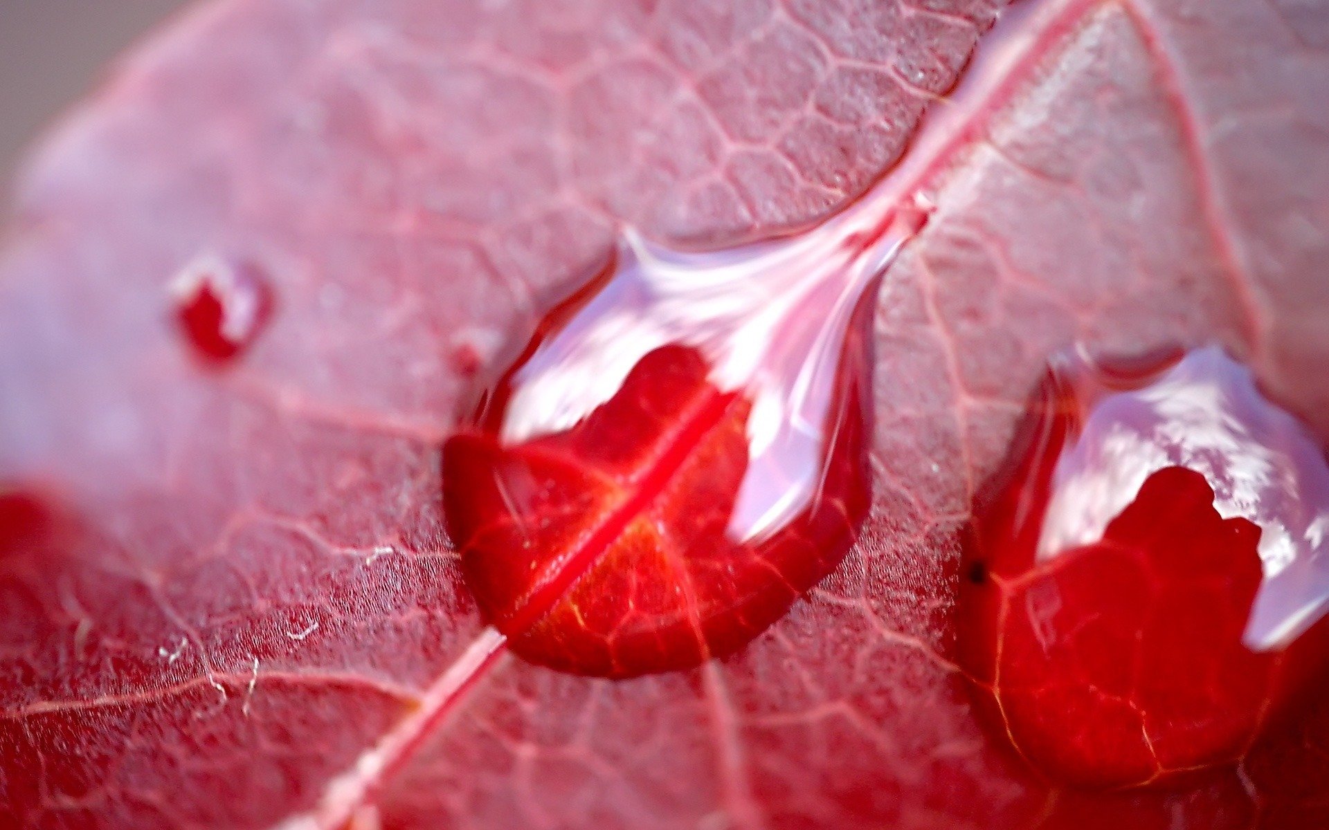 papier peint macro feuille goutte