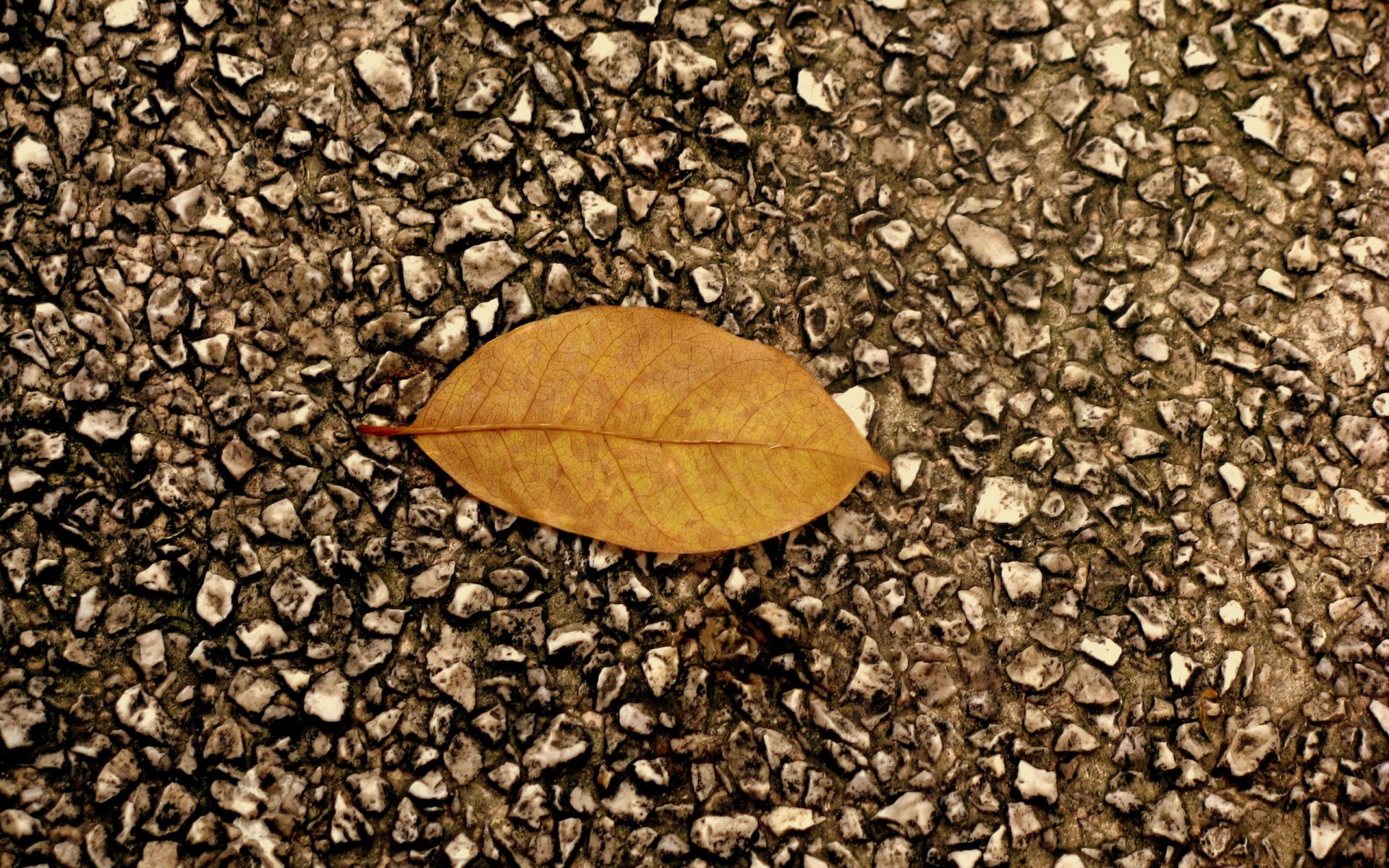 asfalto hoja otoño