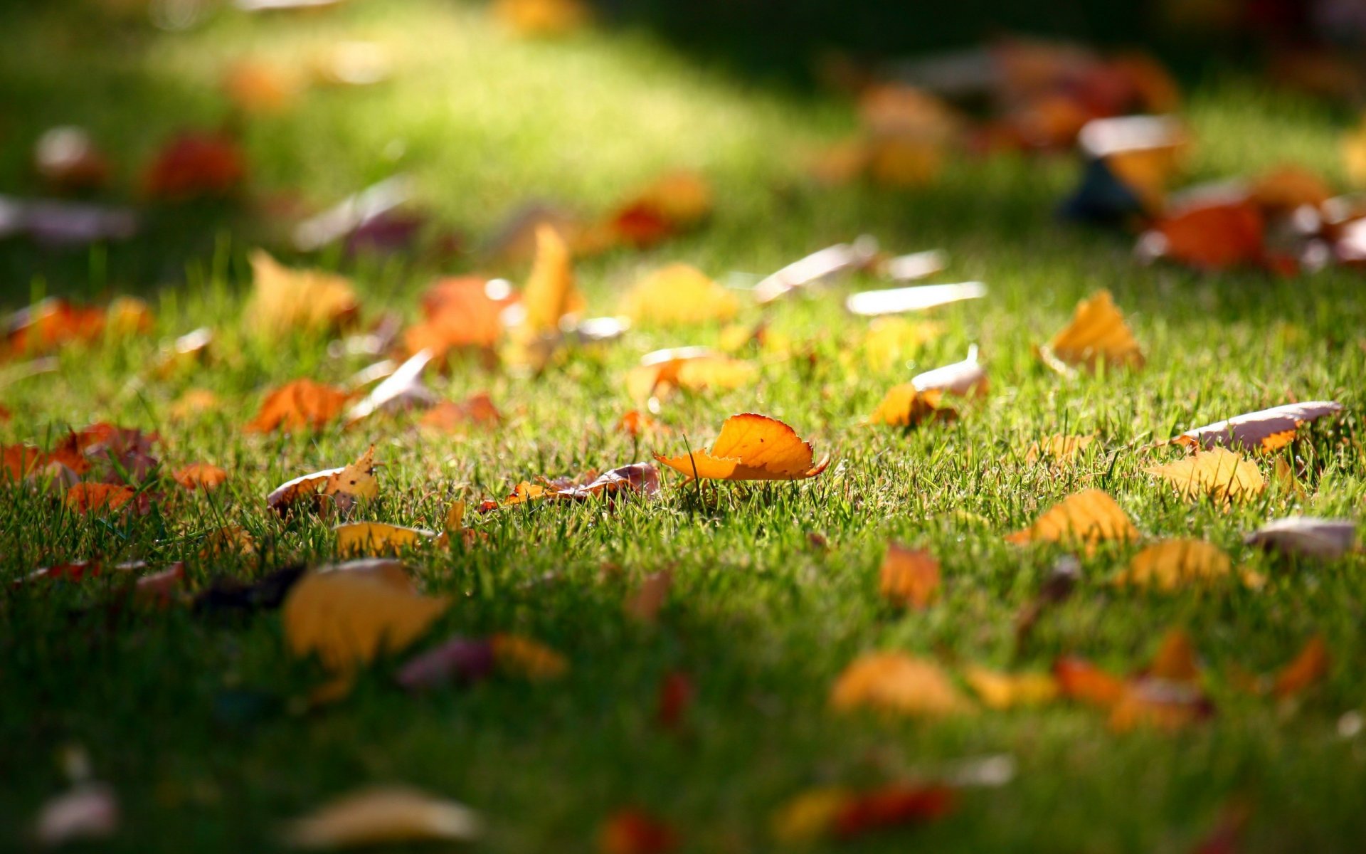 herbe pelouse automne tomber feuilles