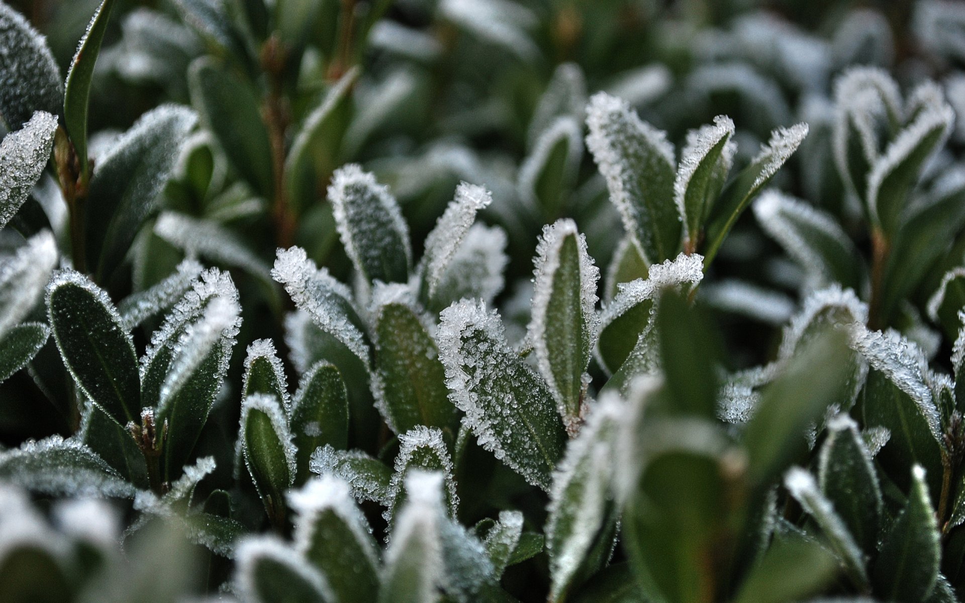 herbe neige givre