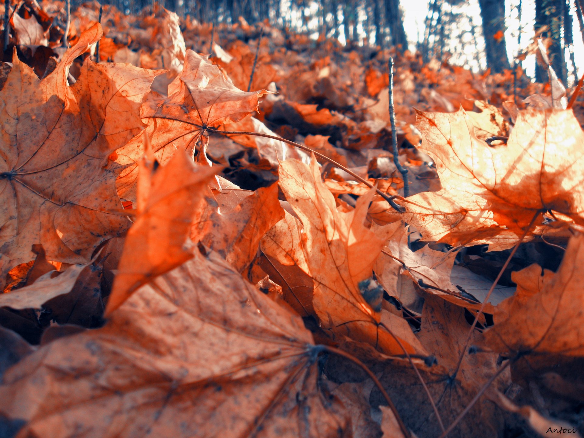 natura liście las