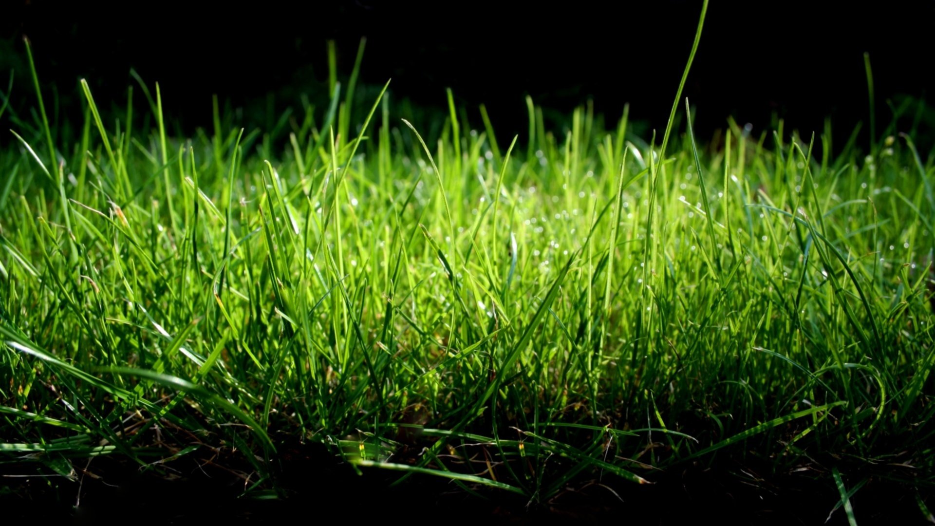 gras makro natur grün sanfte töne