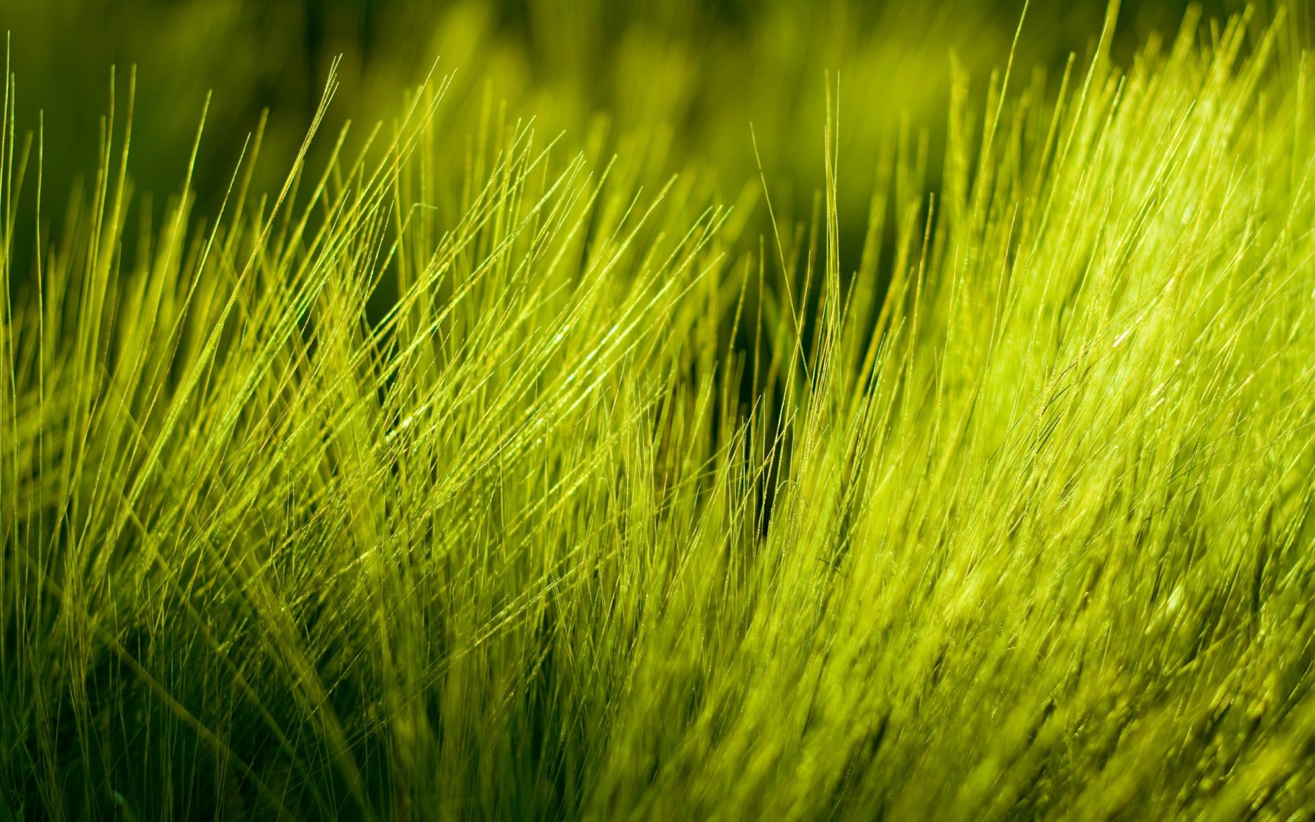 macro grass nature