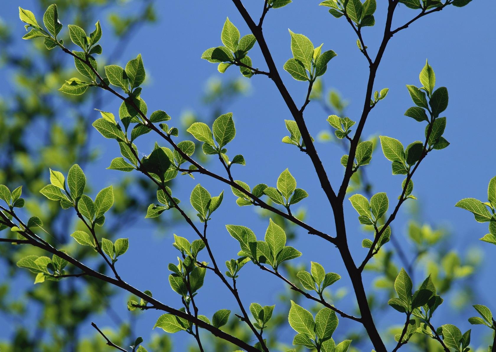 printemps ciel feuilles