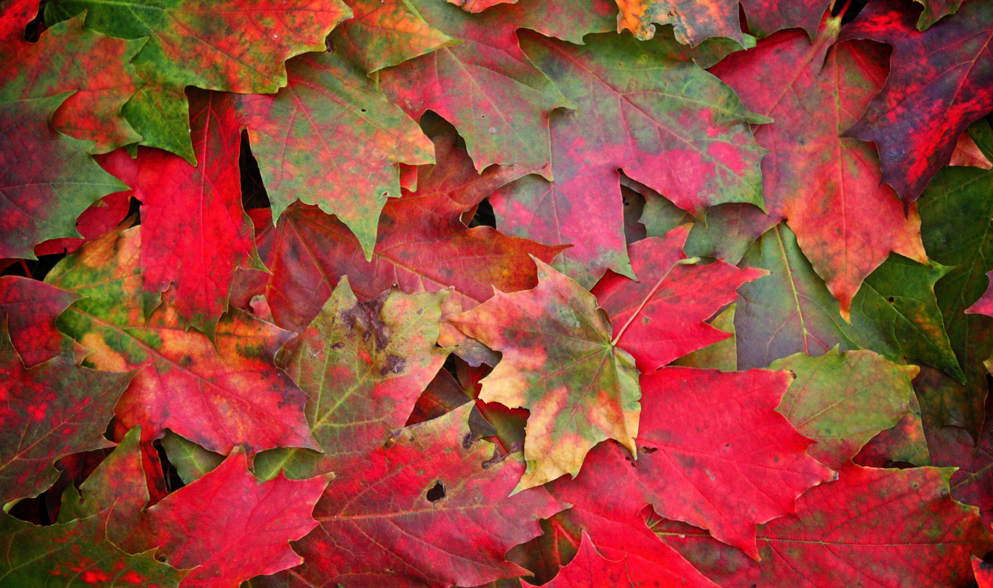 leaves autumn close up photo