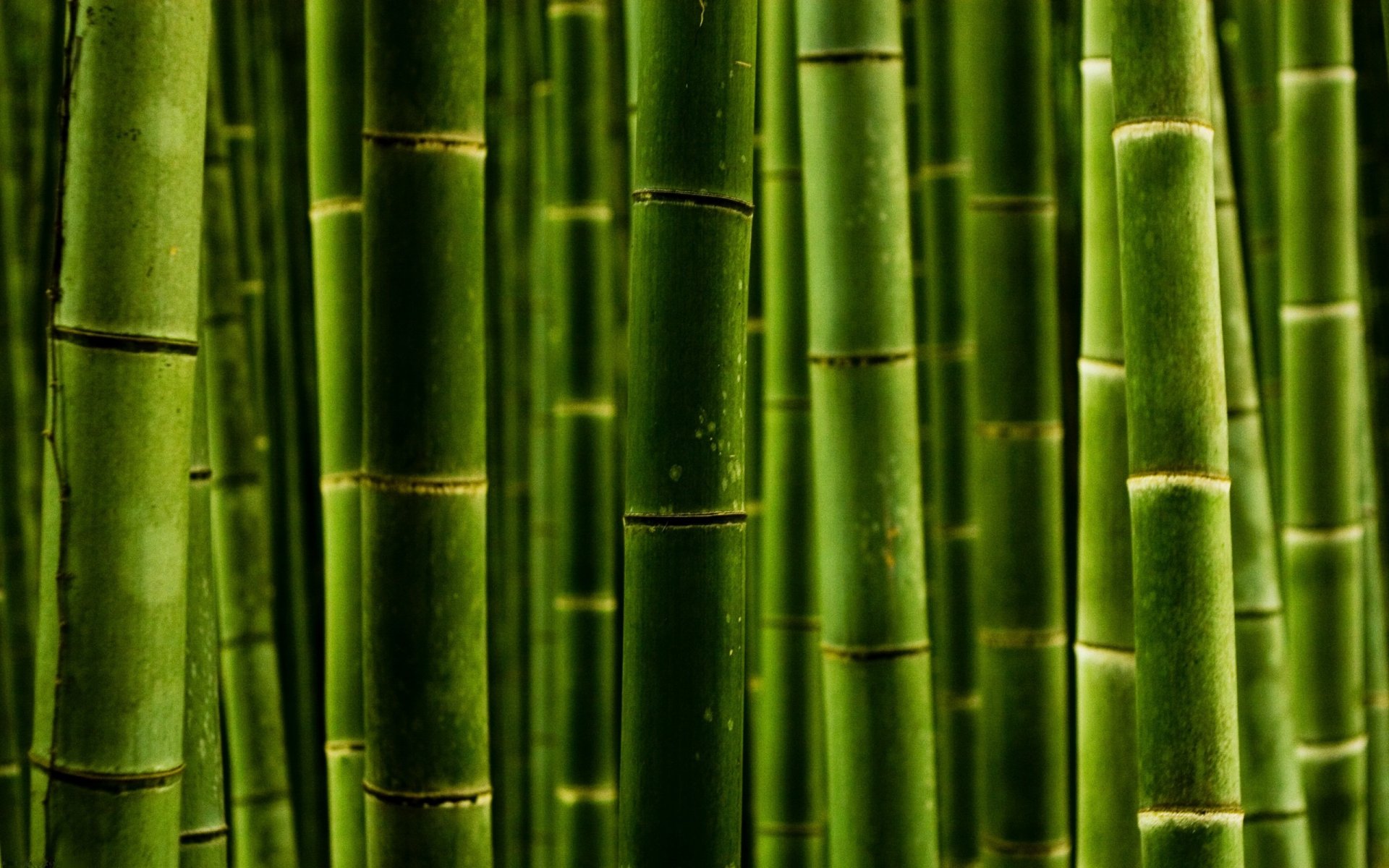 close up nature green style macro photos bamboo trunk