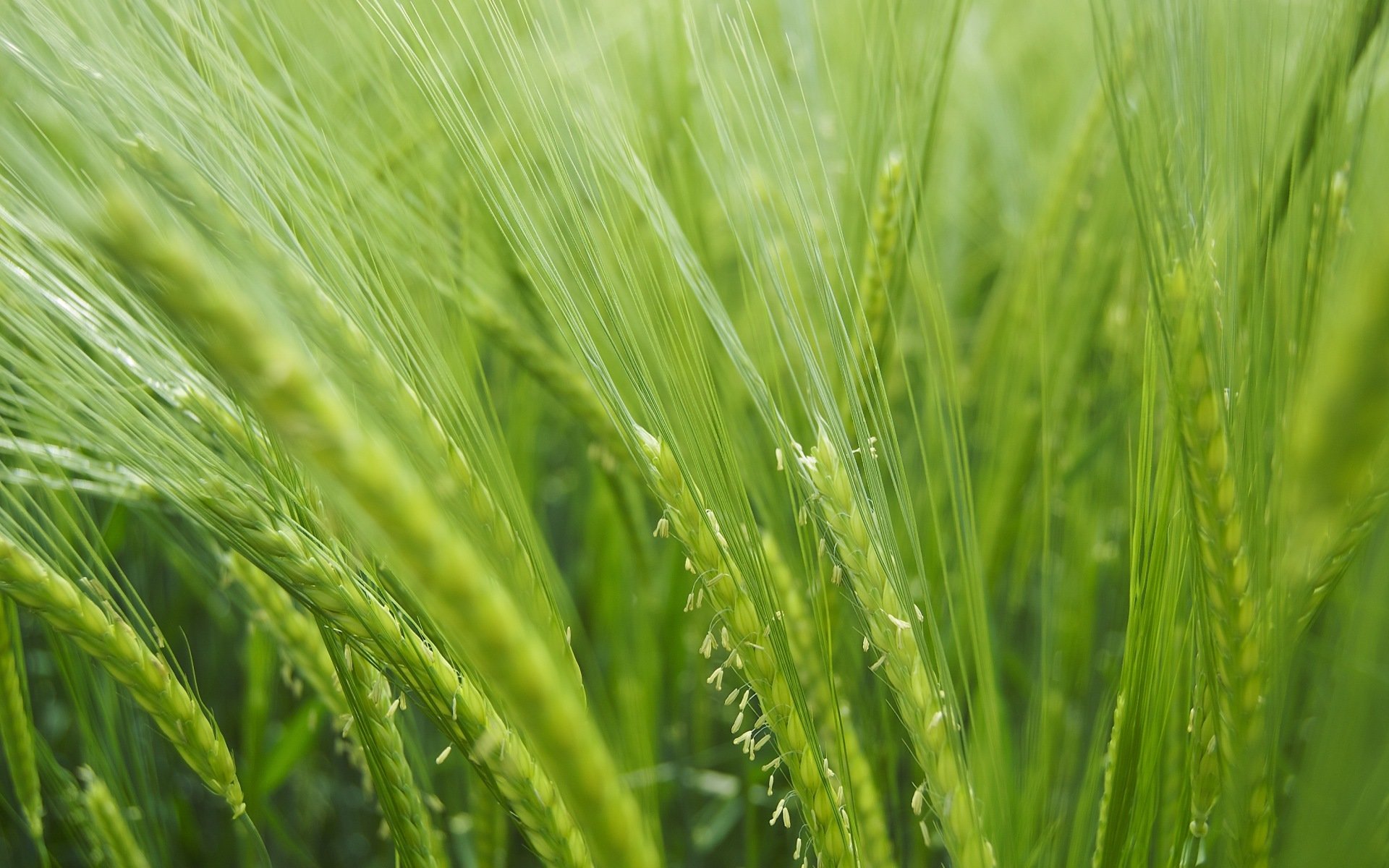 makro natura rośliny trawa zieleń pole