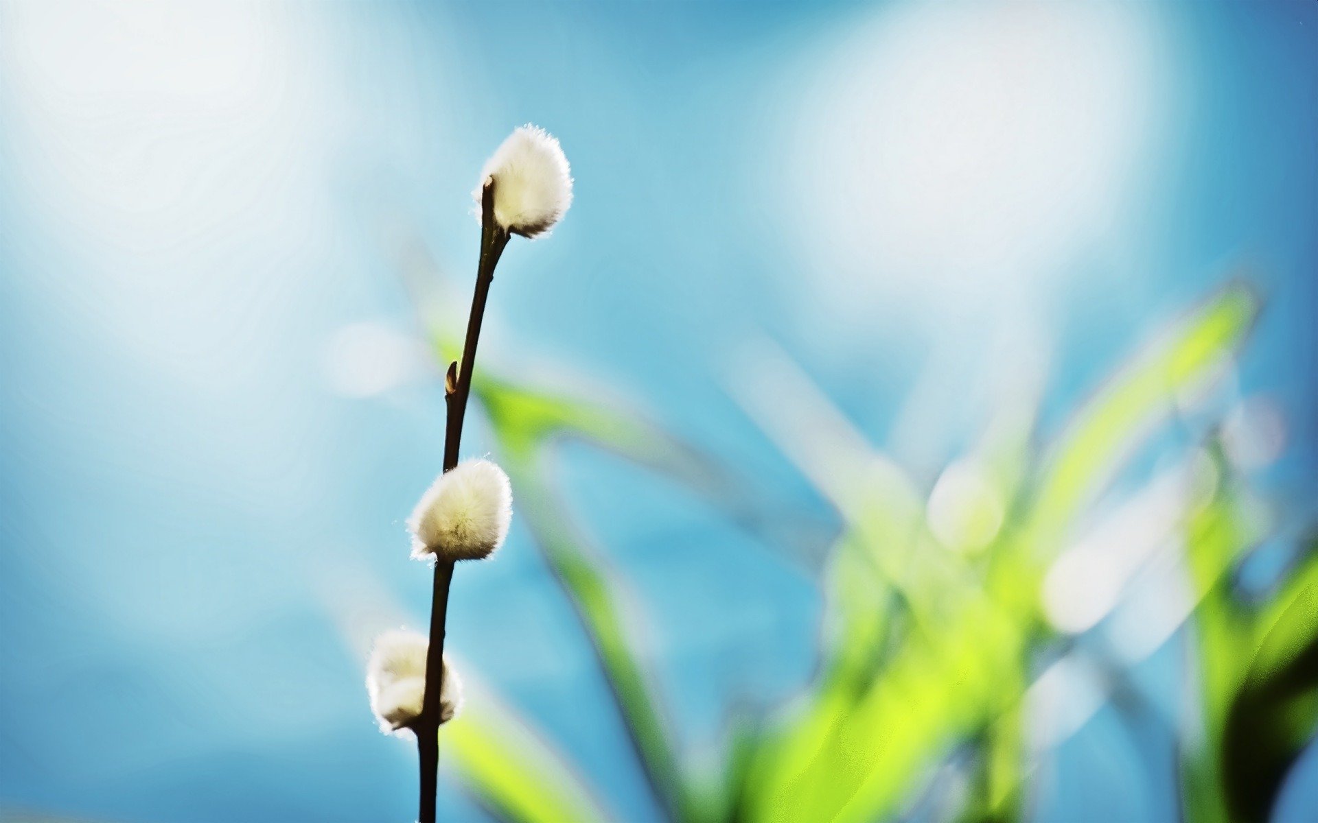 nature plants spring branch willow close up