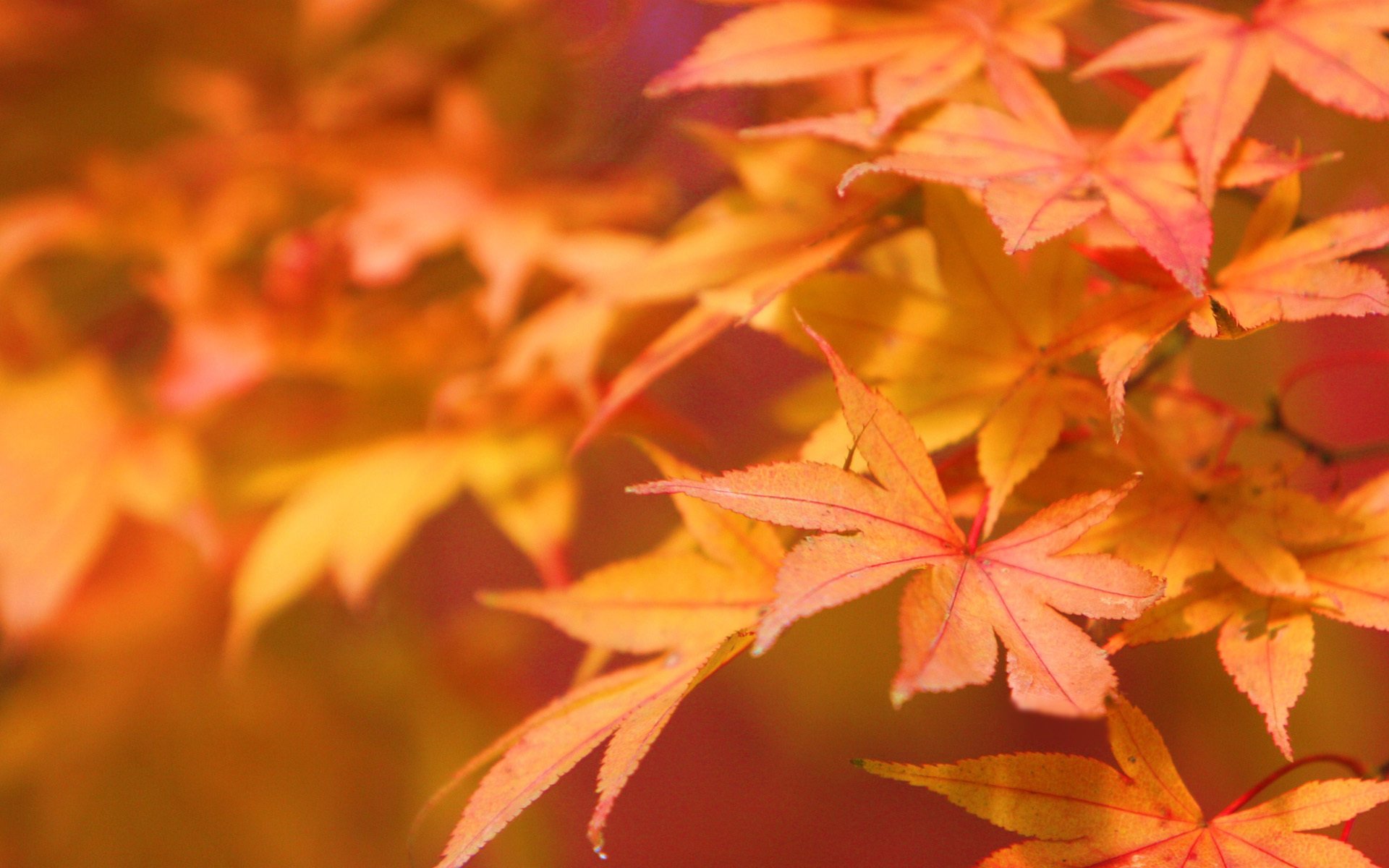 nature gros plan automne feuilles