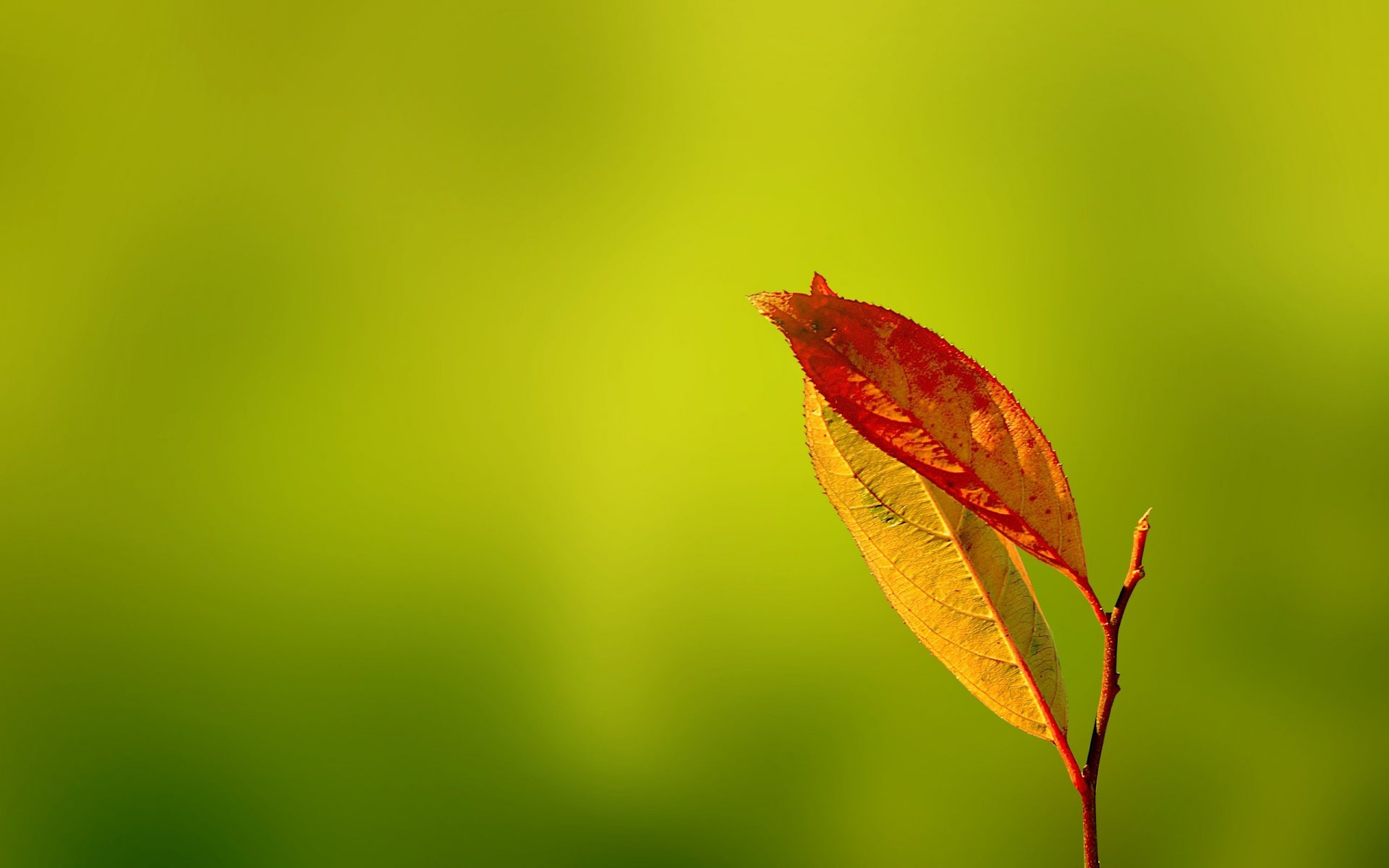 carezze delicate verdi foglie autunno