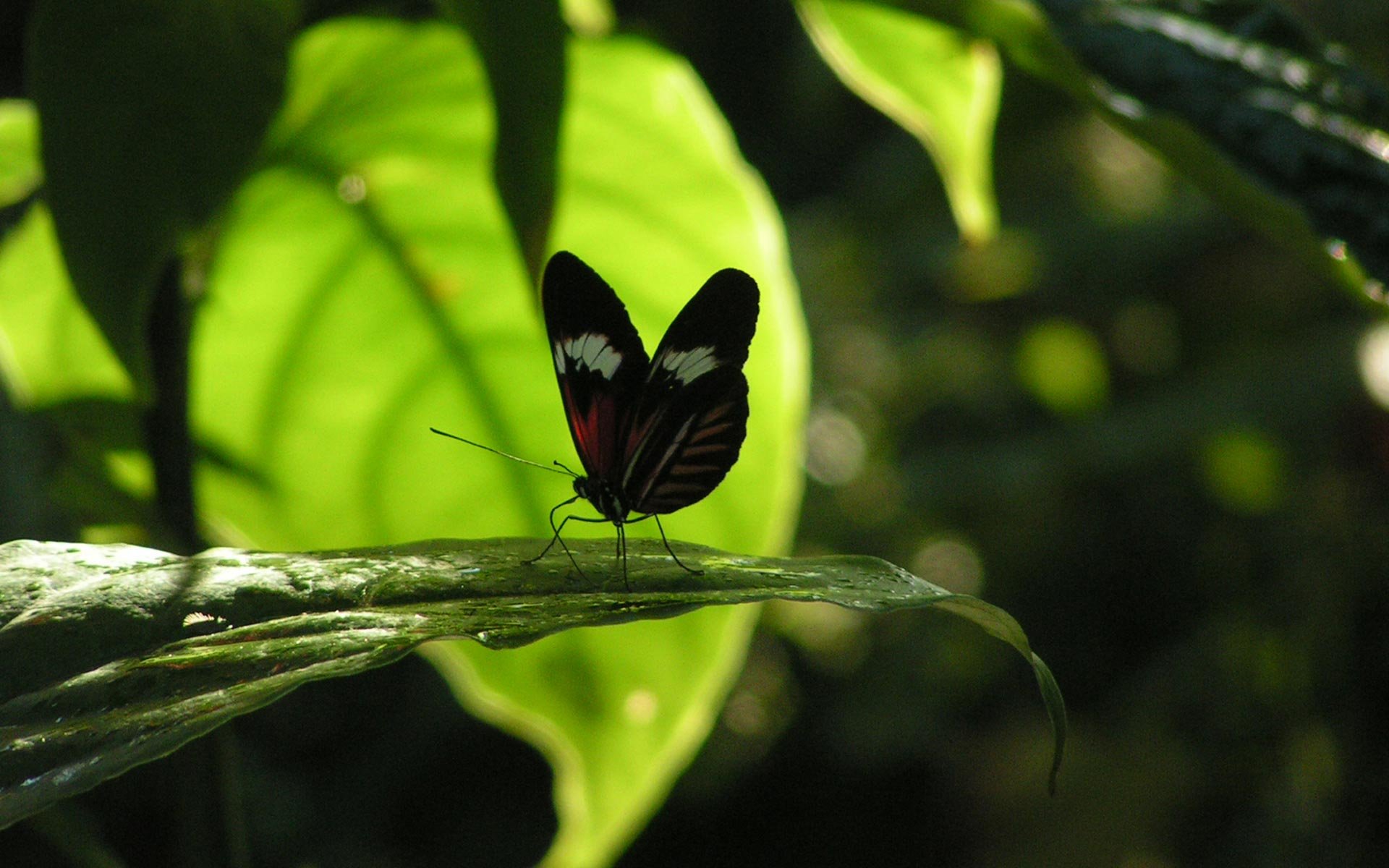 papillon feuille insecte