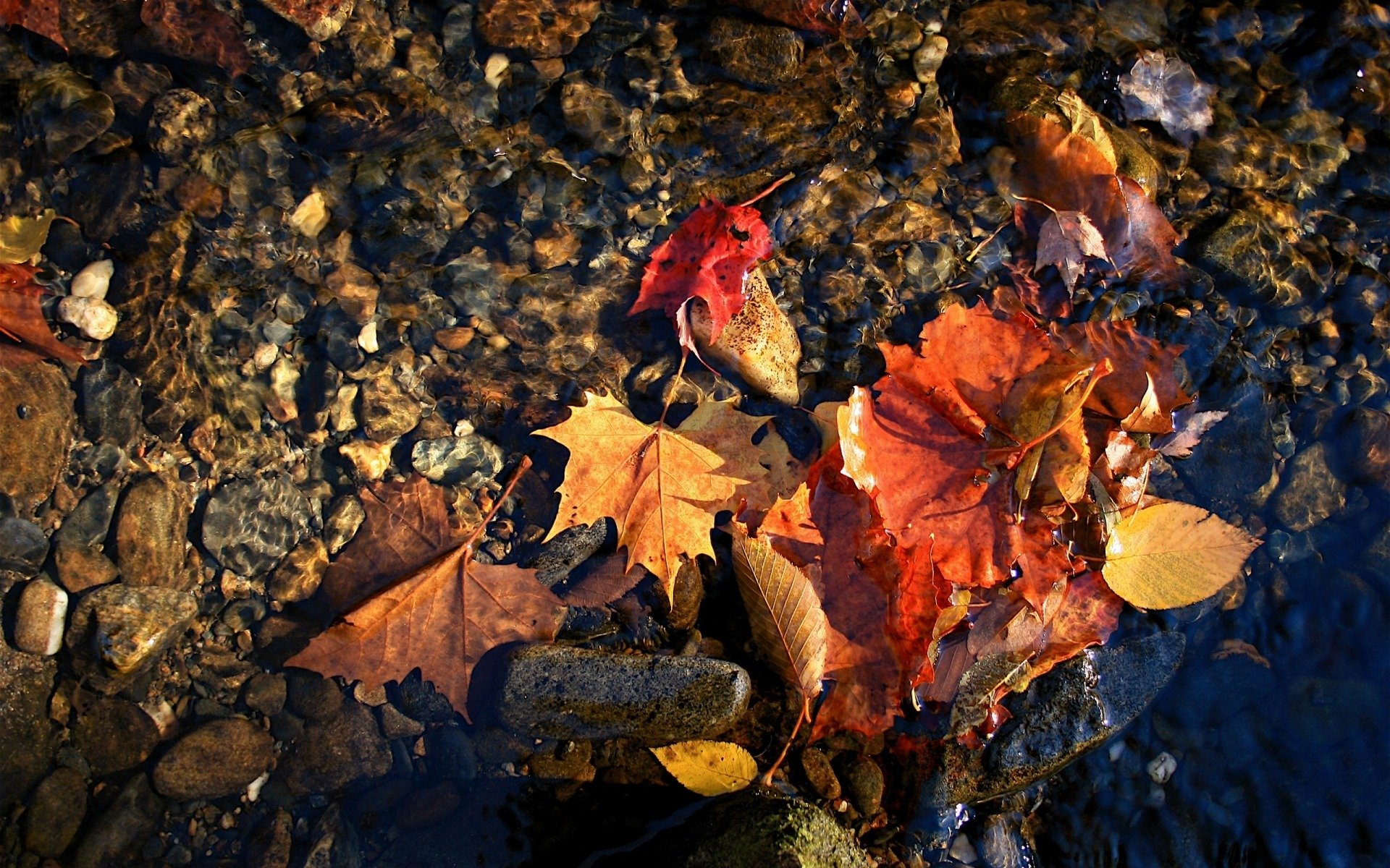 gros plan automne eau de feuilles rouges