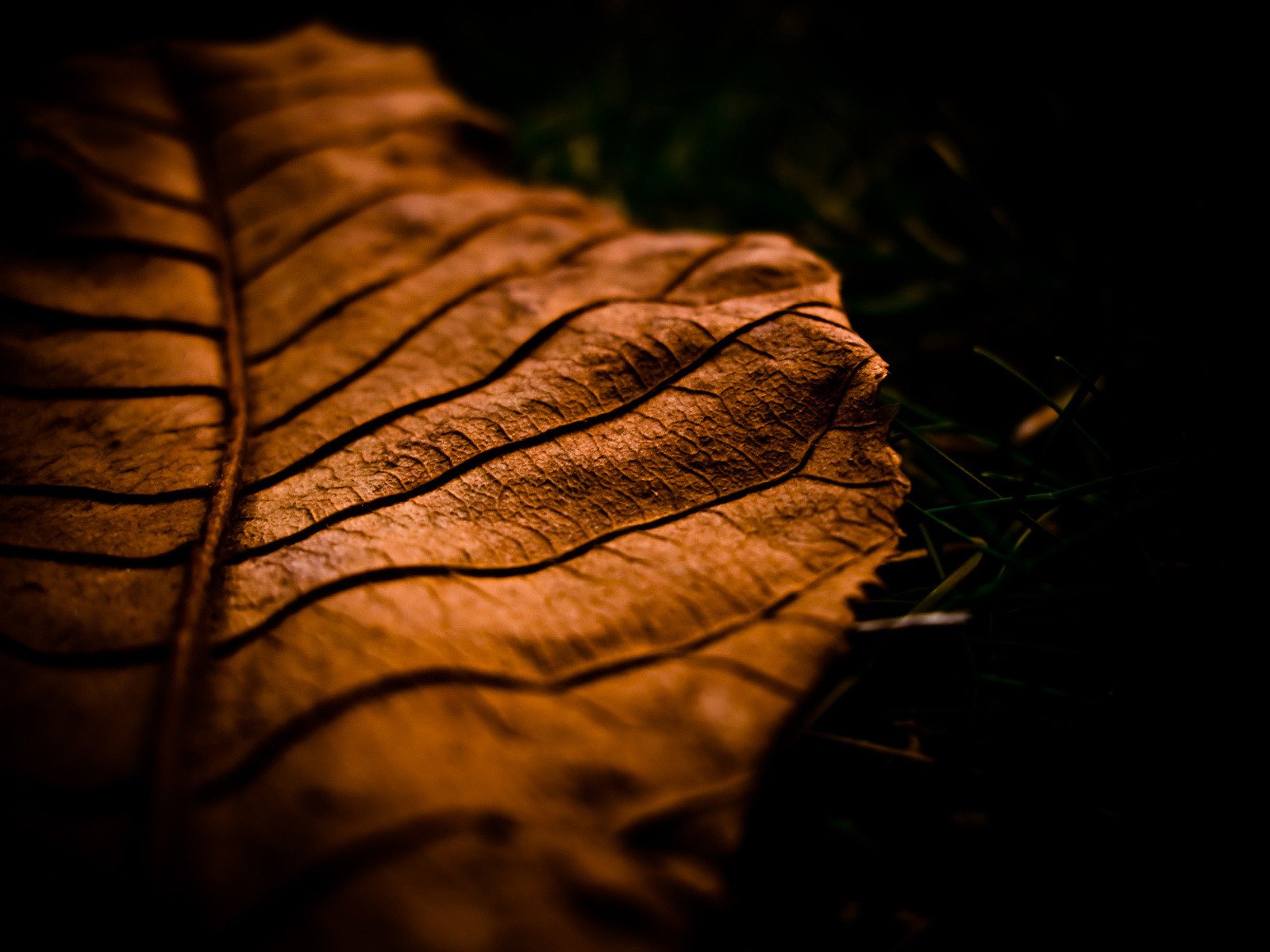 close up sheet autumn macro leaf