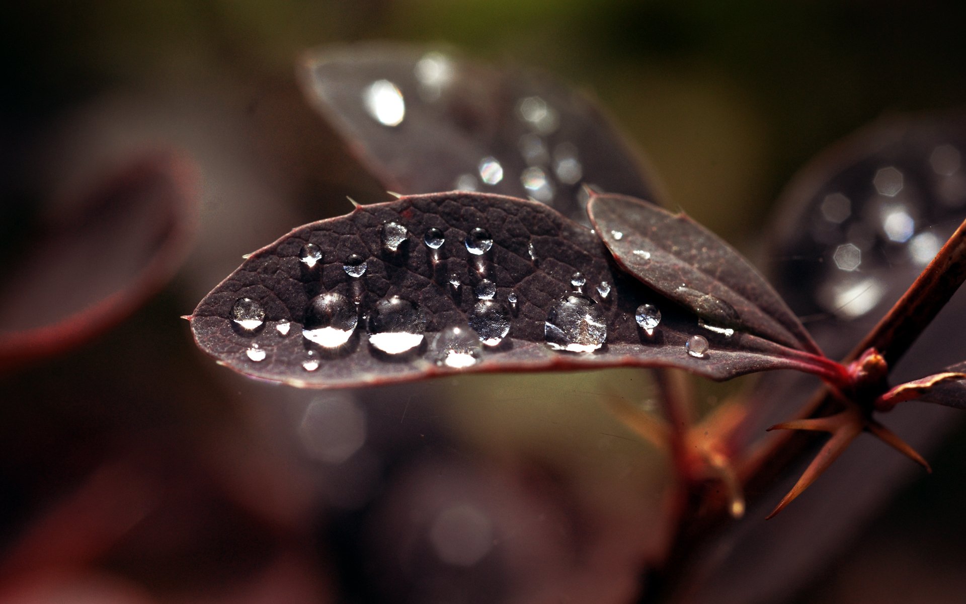 pianta foglia macro gocce rugiada