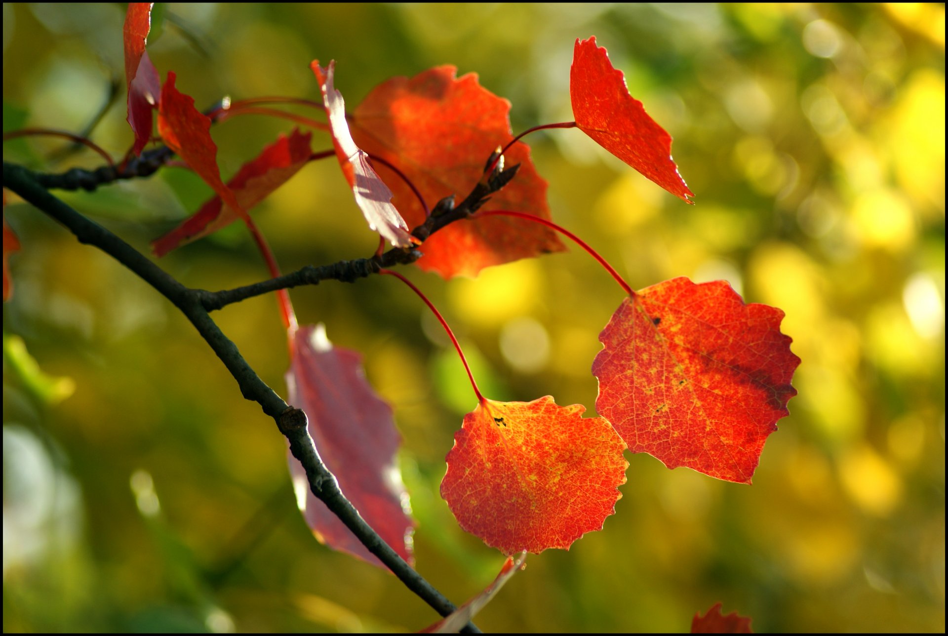 foglie albero autunno macro