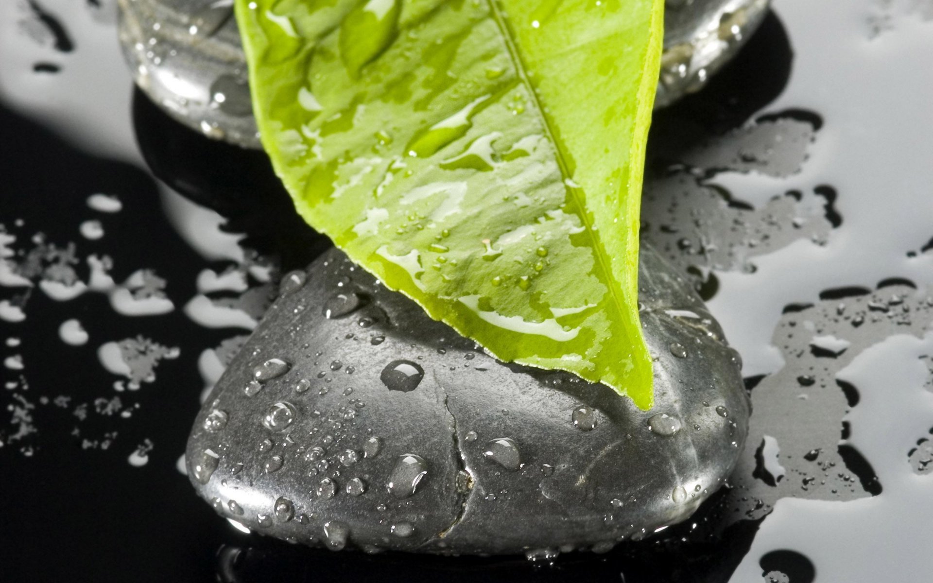 blatt stein tropfen wasser makro