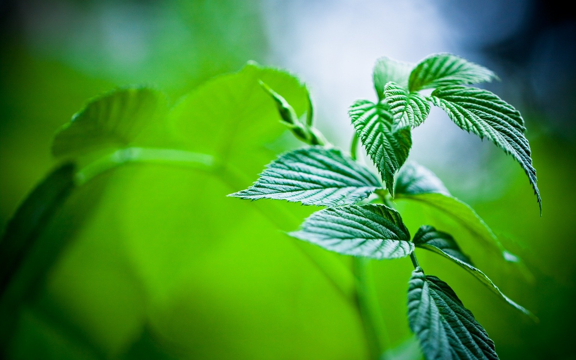 macro menta hojas plantas naturaleza