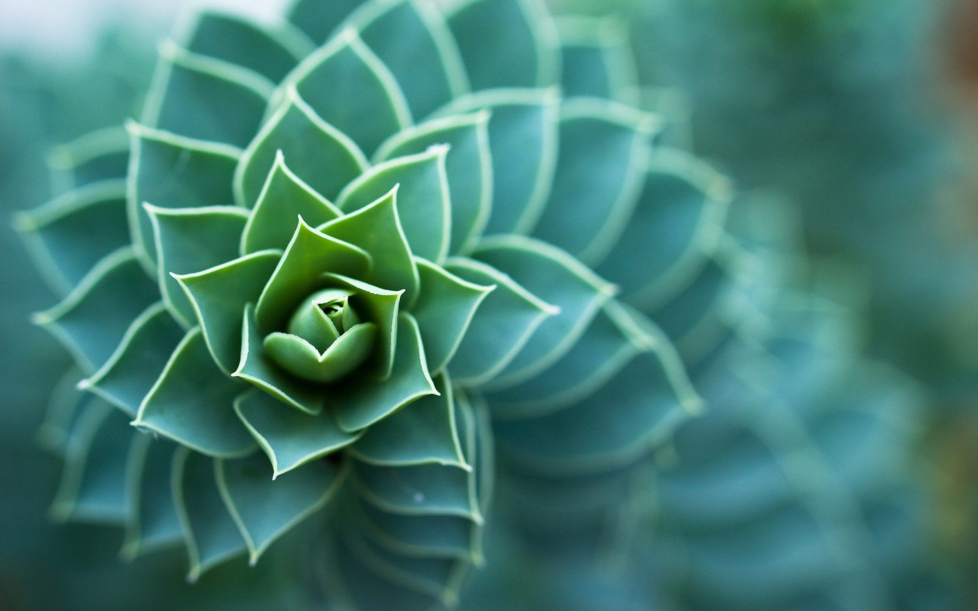 nature plant close up