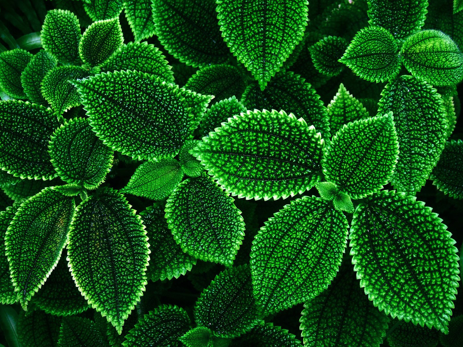 plants leaves zelёnenkie serrate circuit