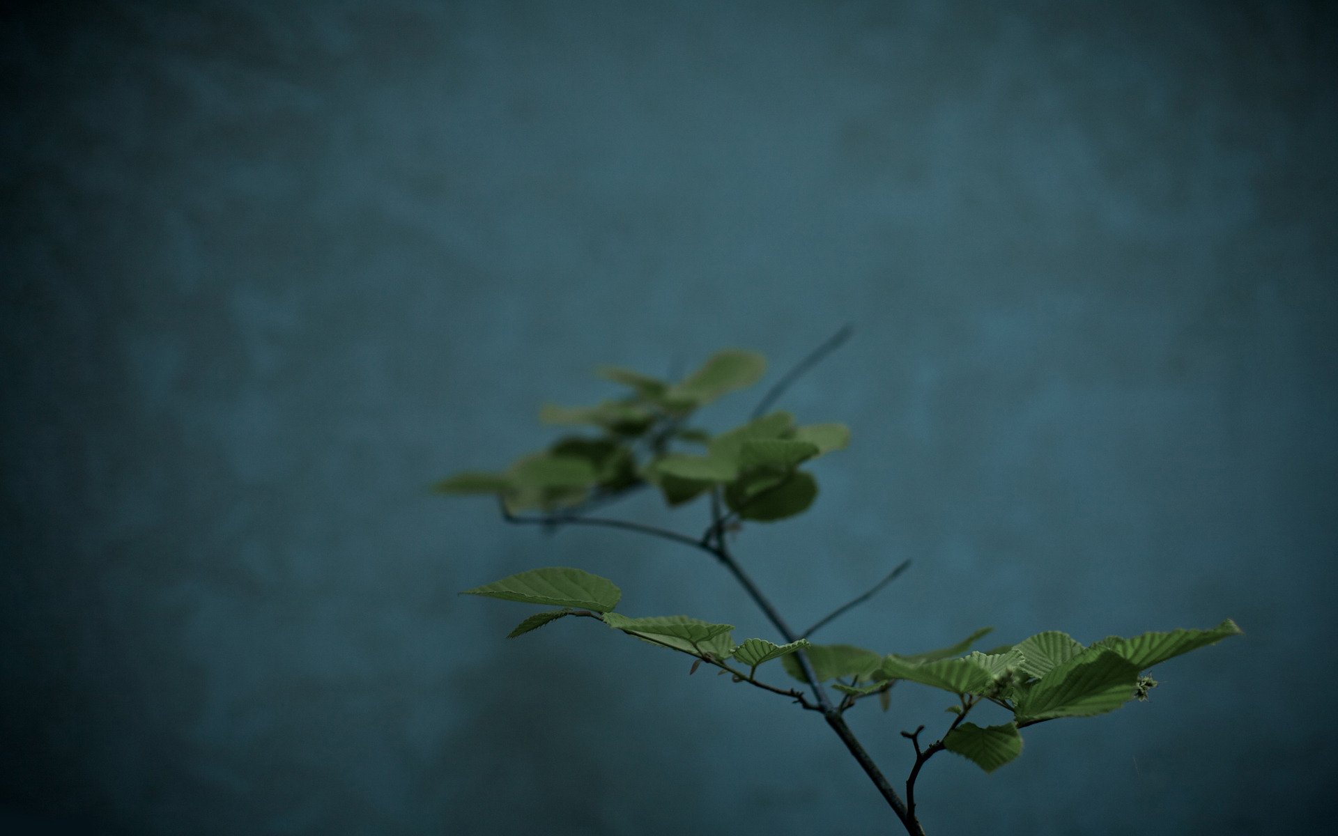 close plant leaves flower