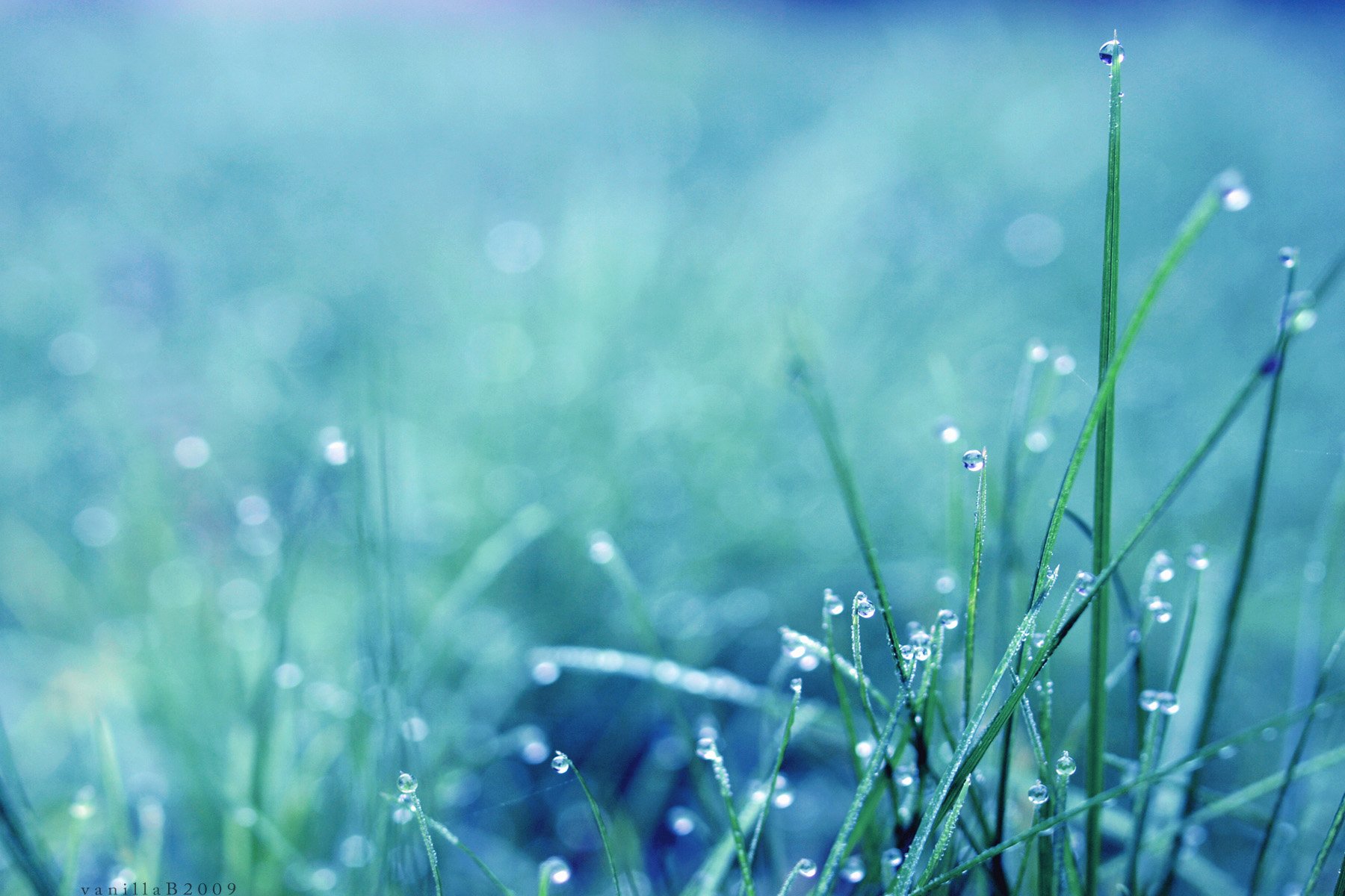 rosée herbe matin